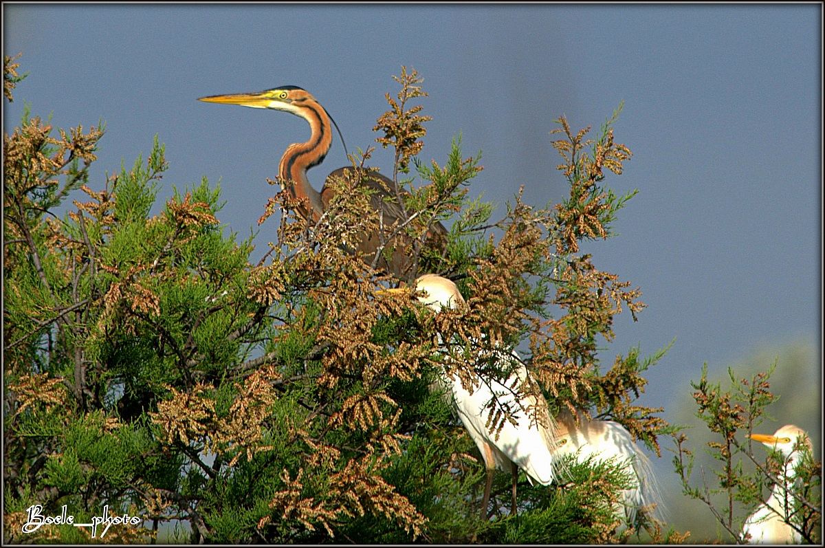 Airone rosso (Ardea Purpurea)