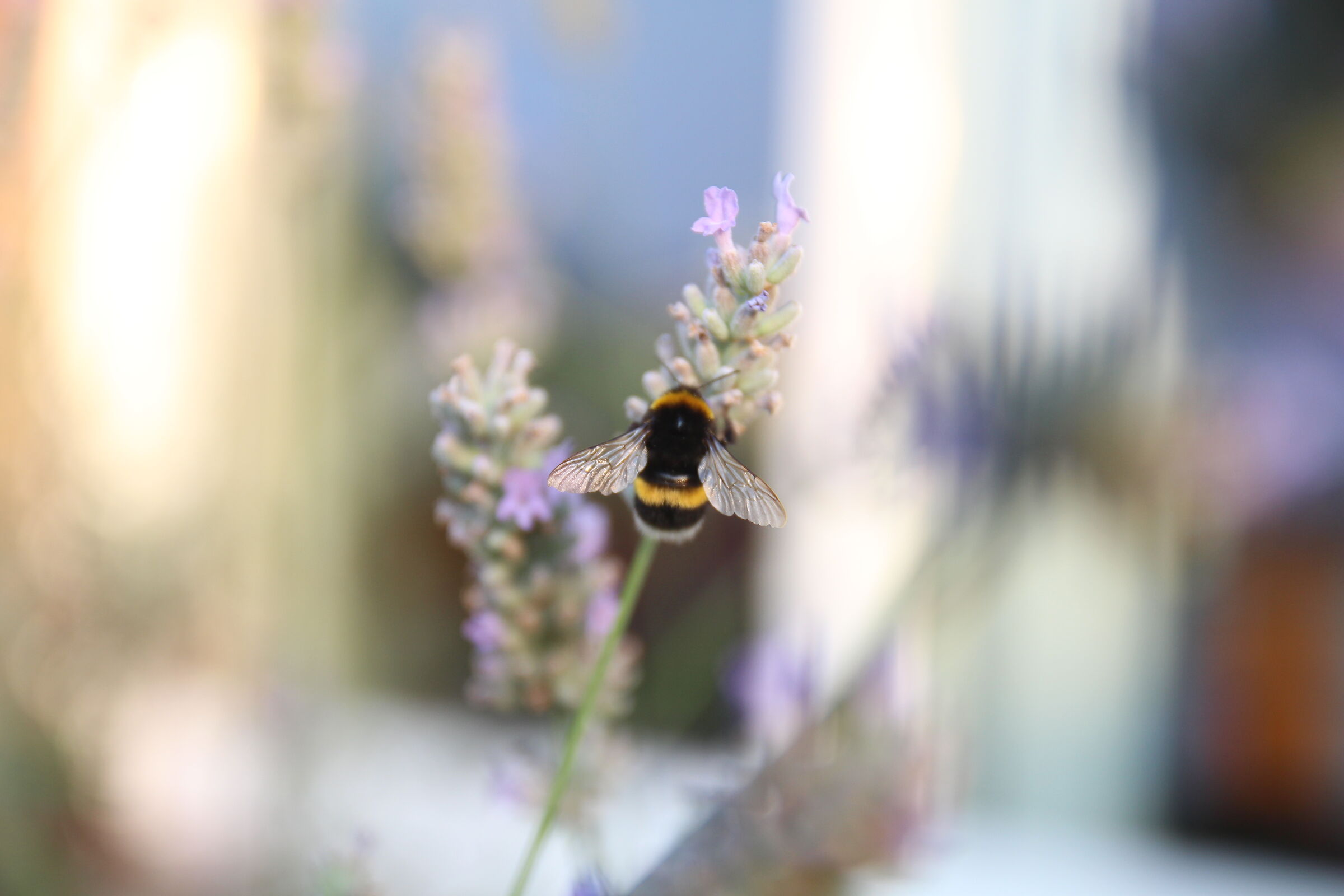 BUMBLEBEE