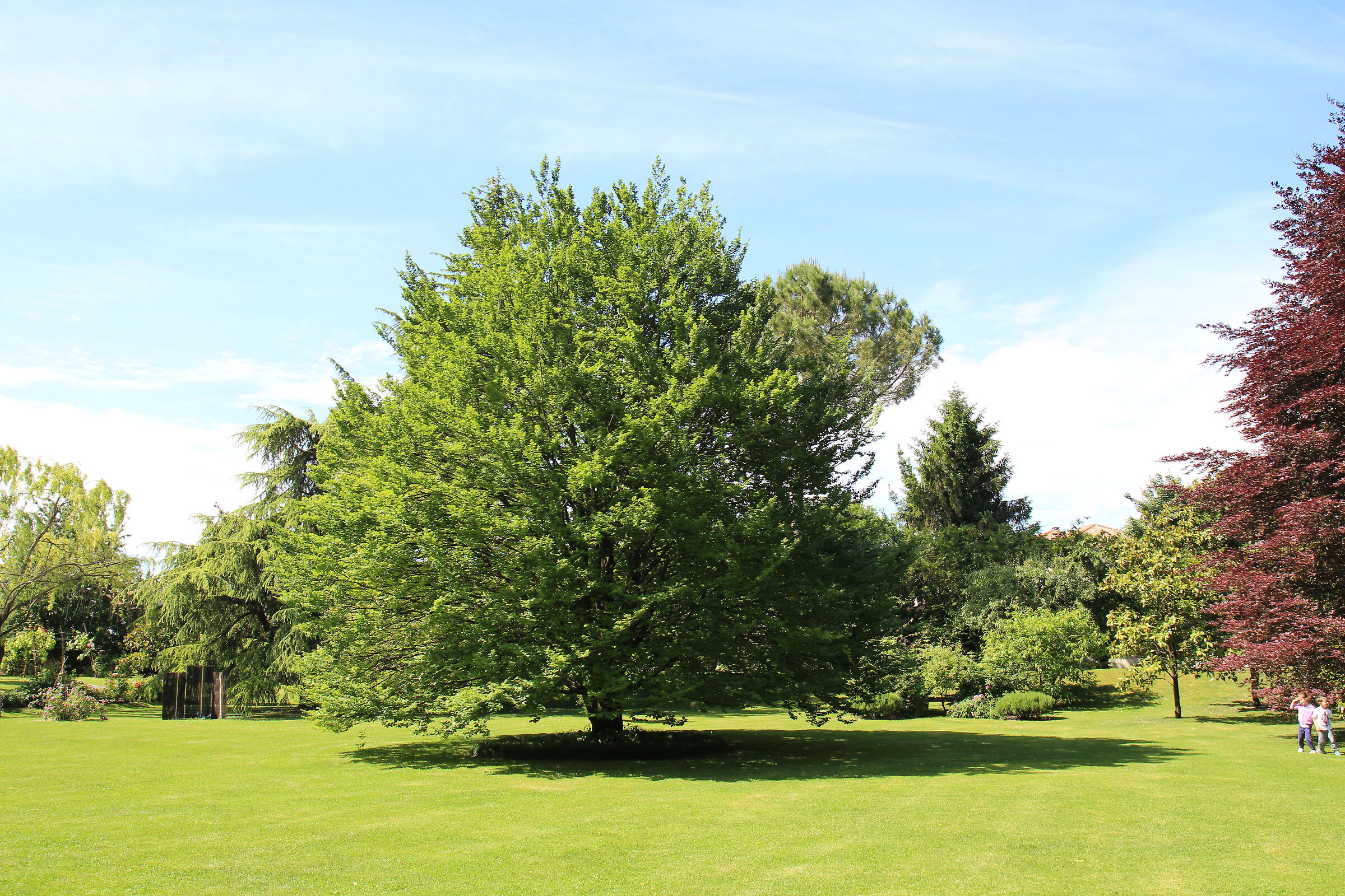 The Tree of Life