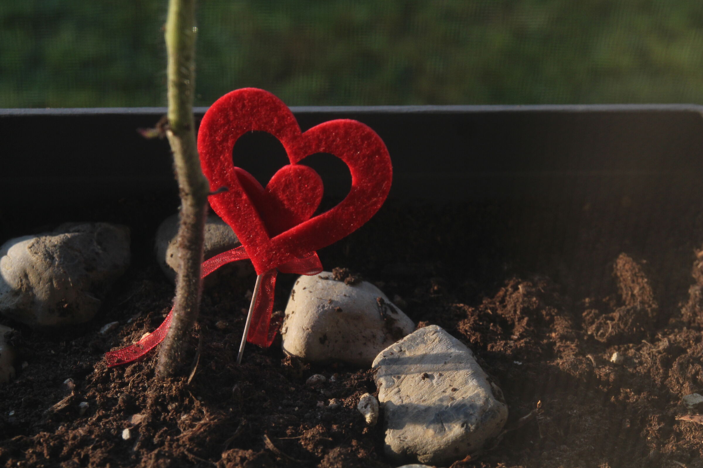 Heart