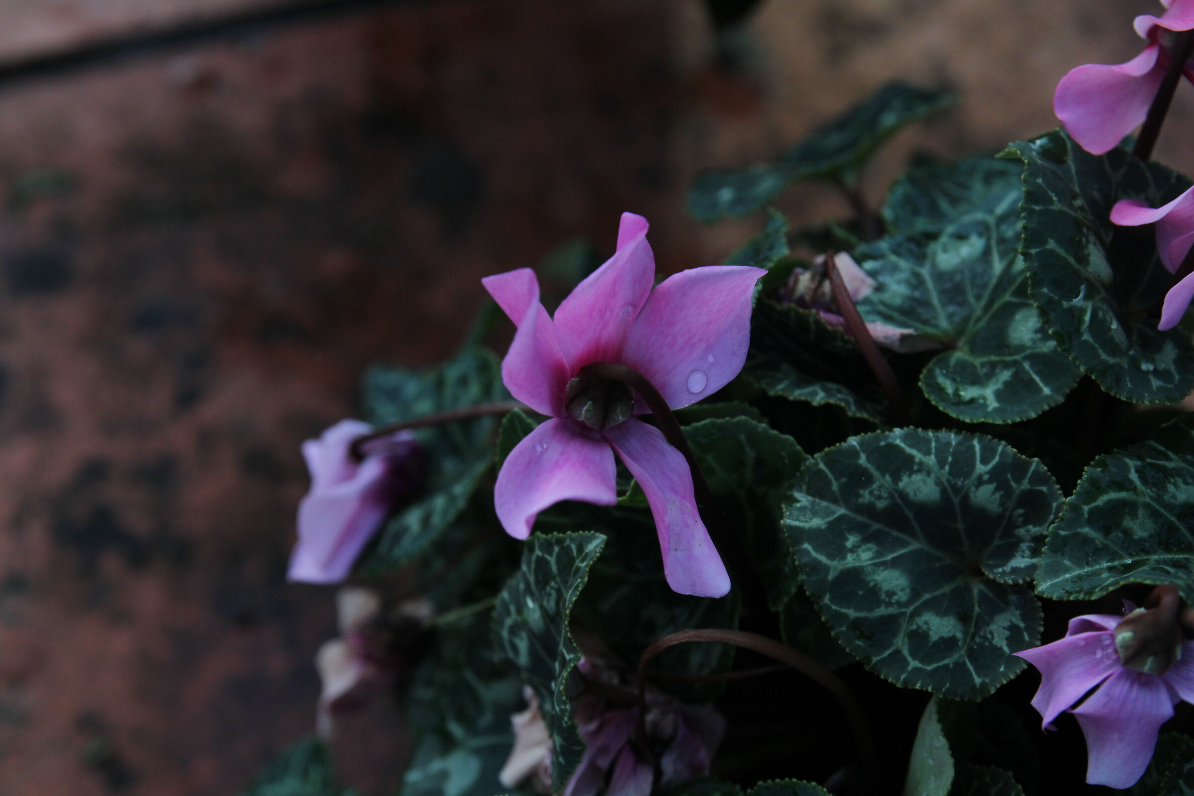 Cyclamen