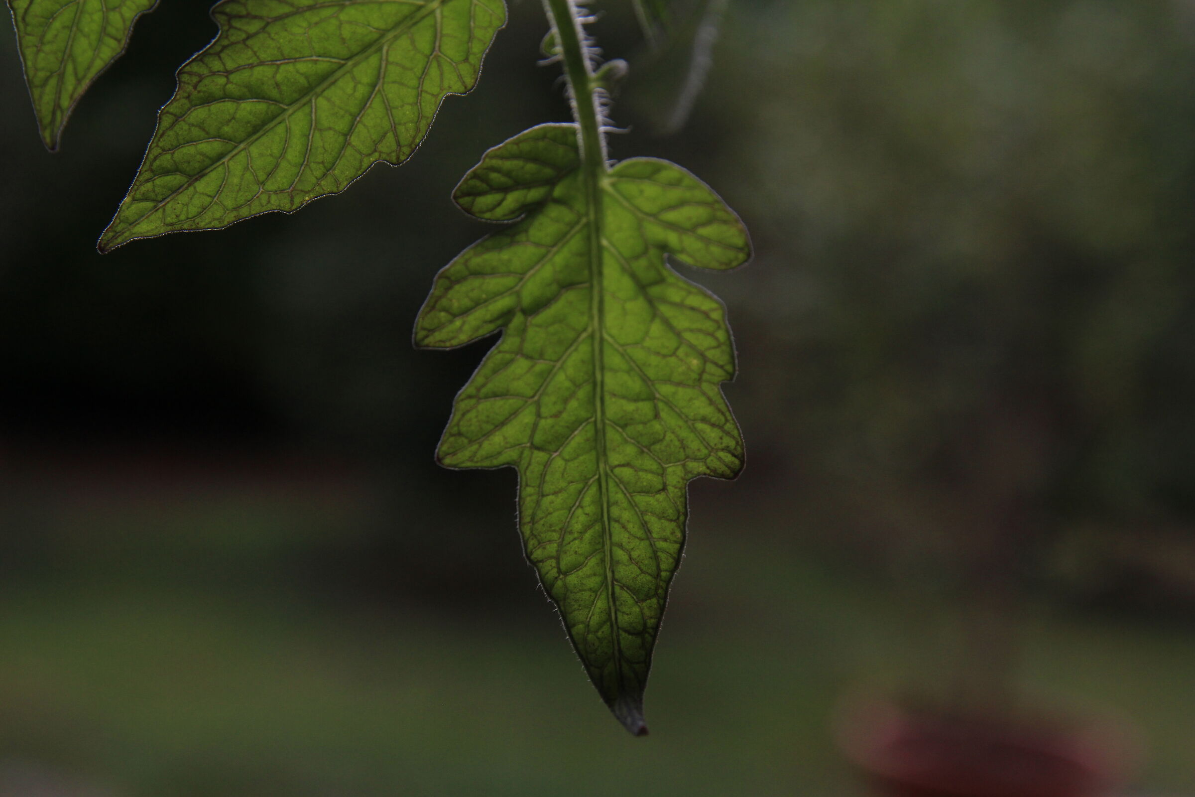Leaf Green