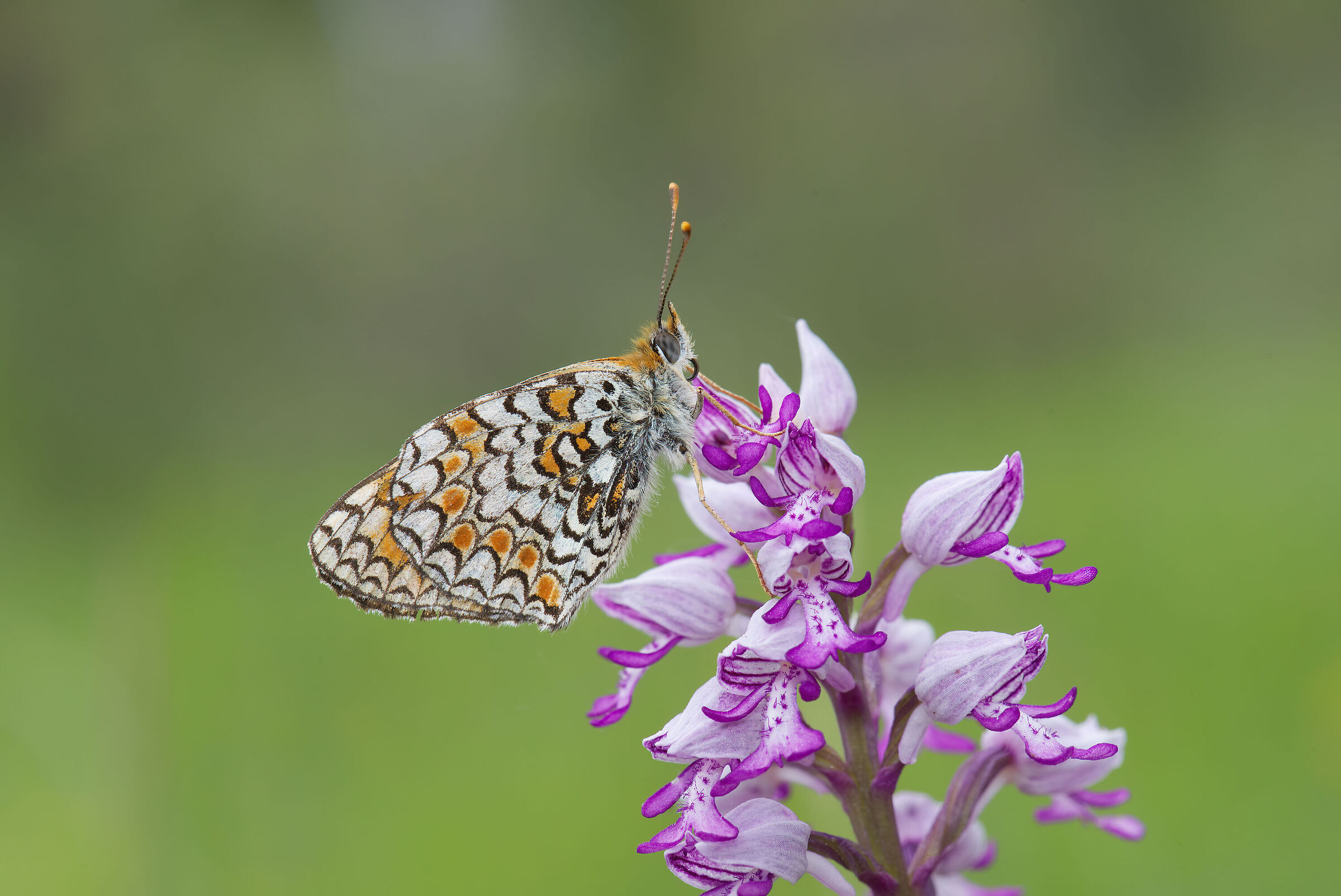 Melitaea phoebe su Orchis militaris