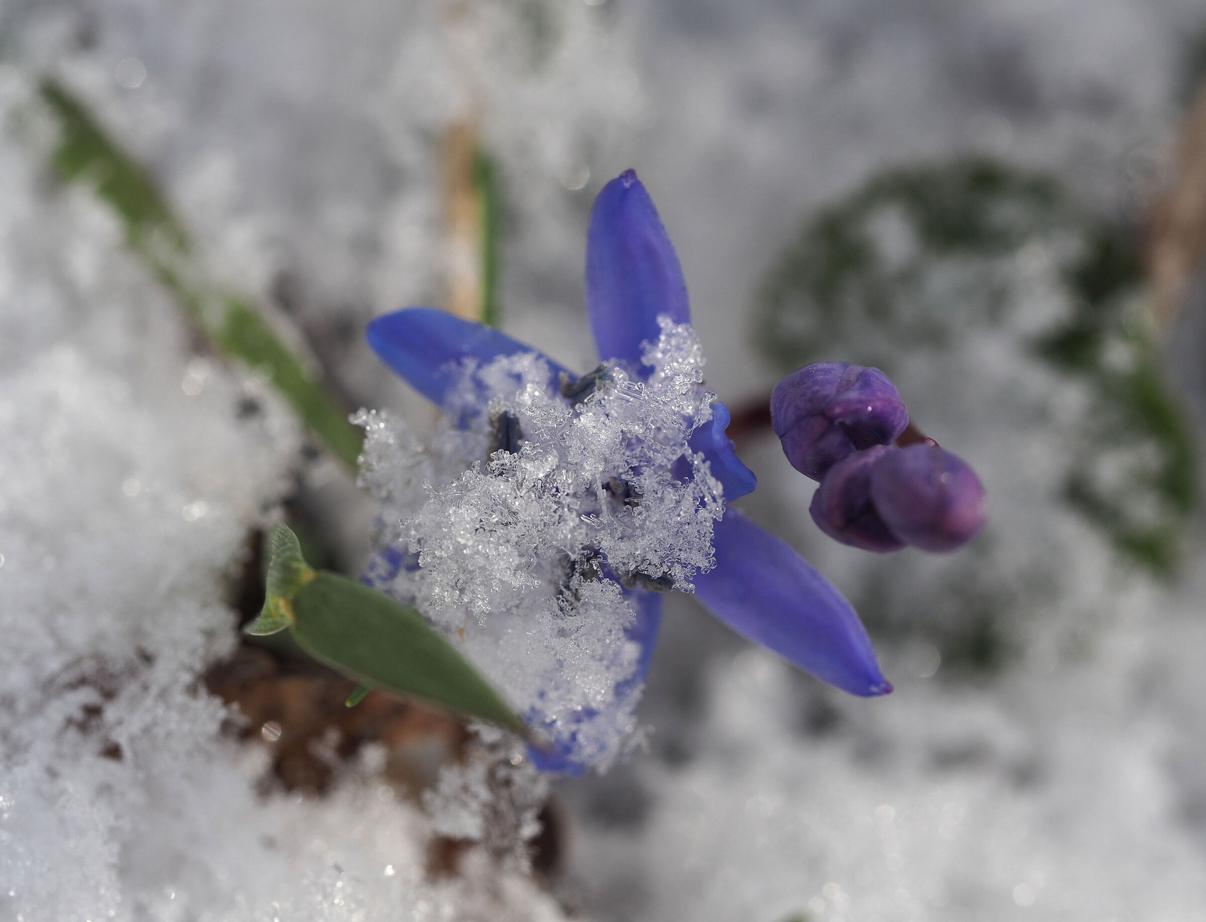 musique sous la neige )