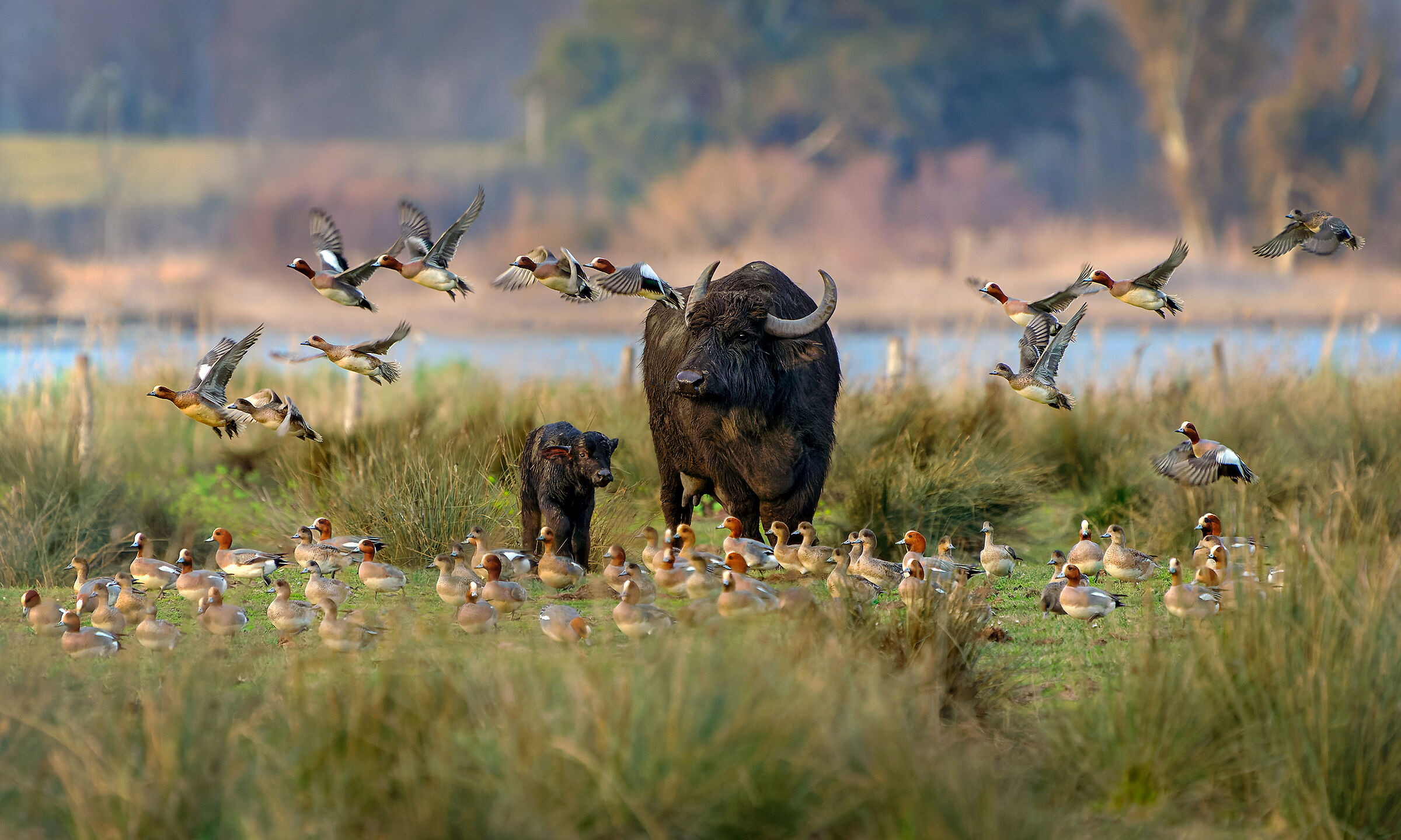 Un'immagine bucolica - Il lieto evento