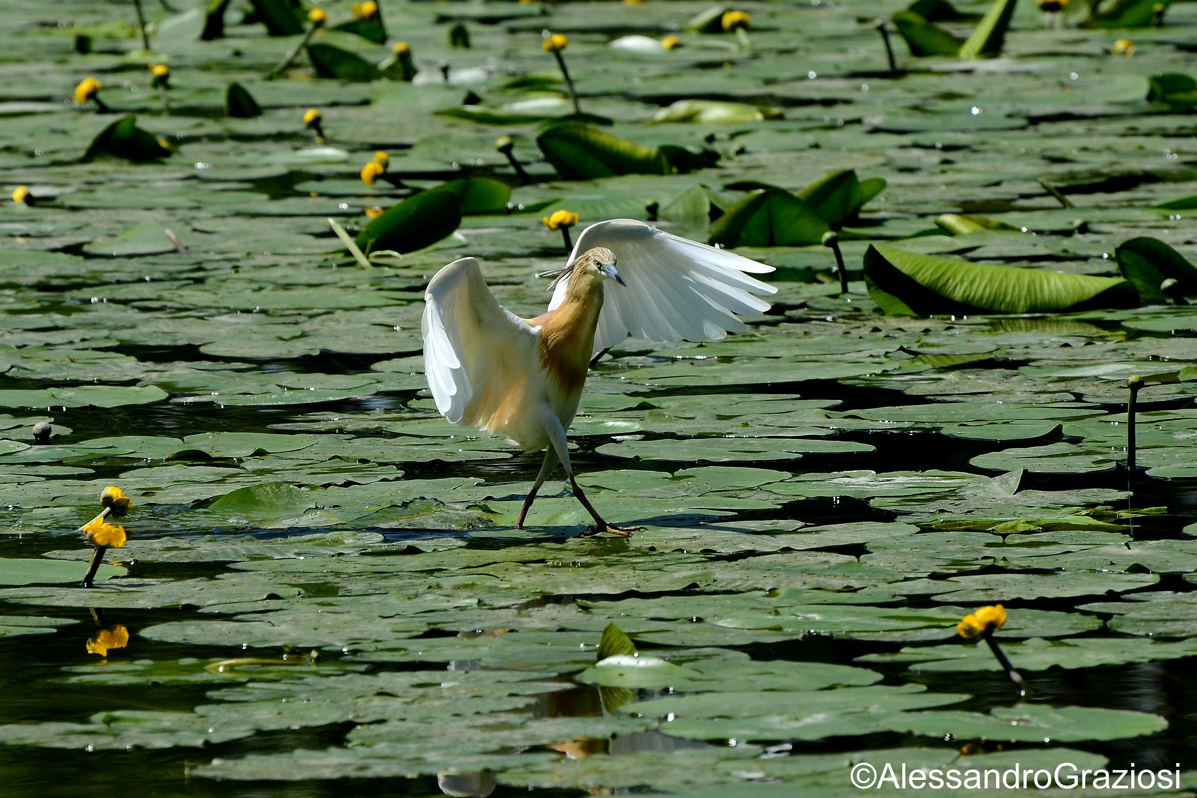 Crested Egret (Egretta egret)