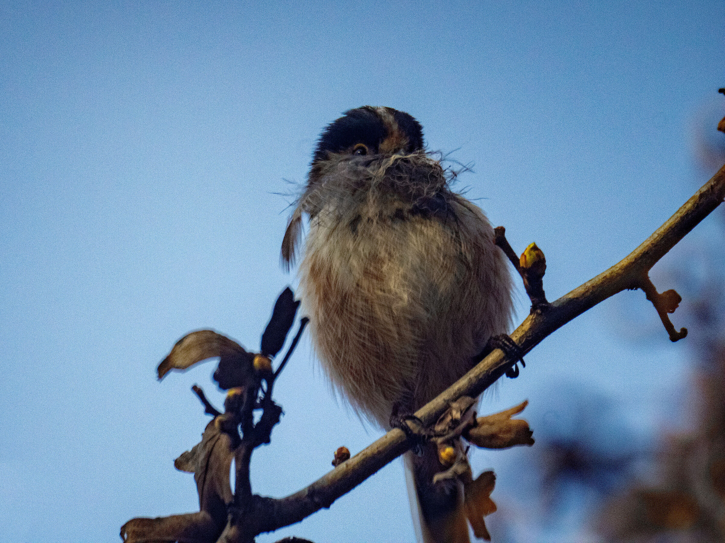 Long-tailed - preparations for the nest!