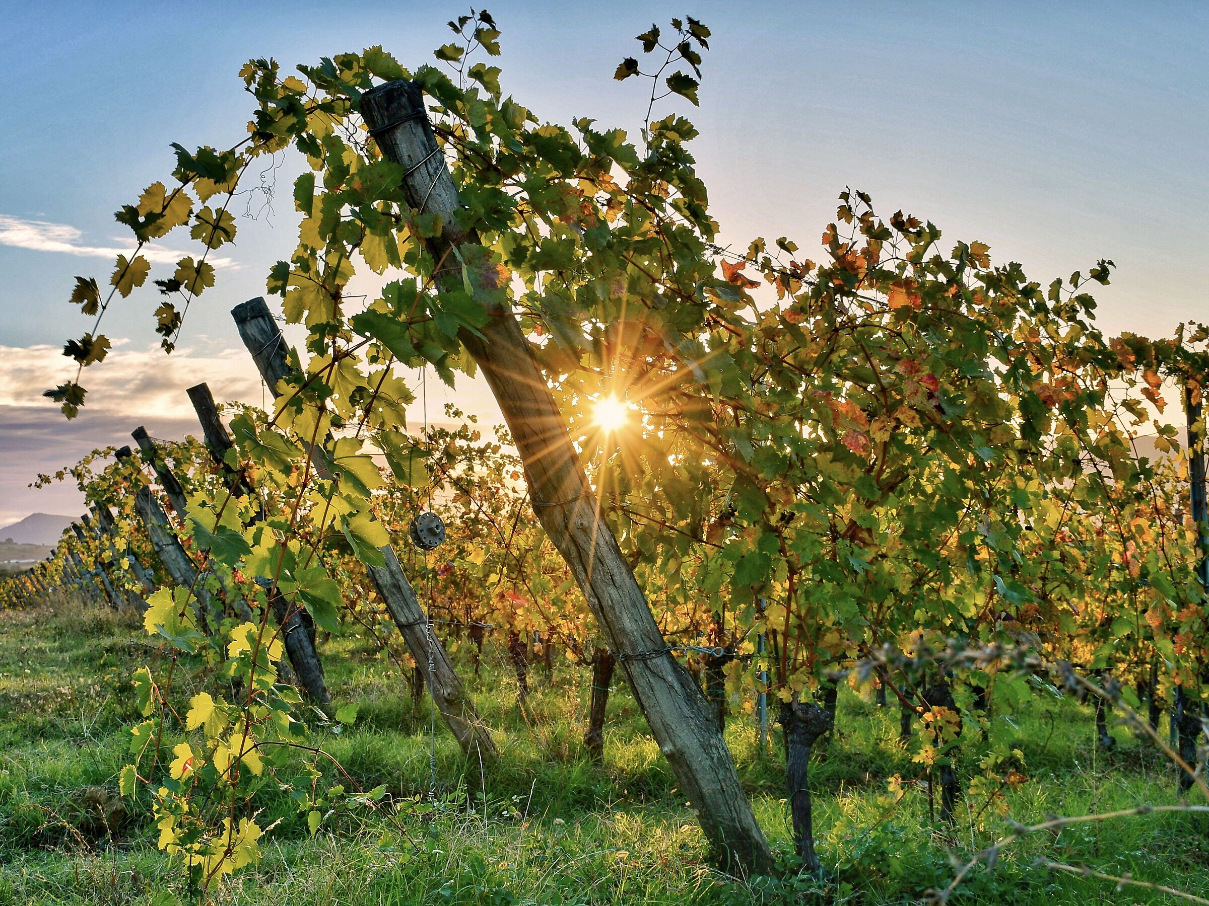 Sole nel vigneto