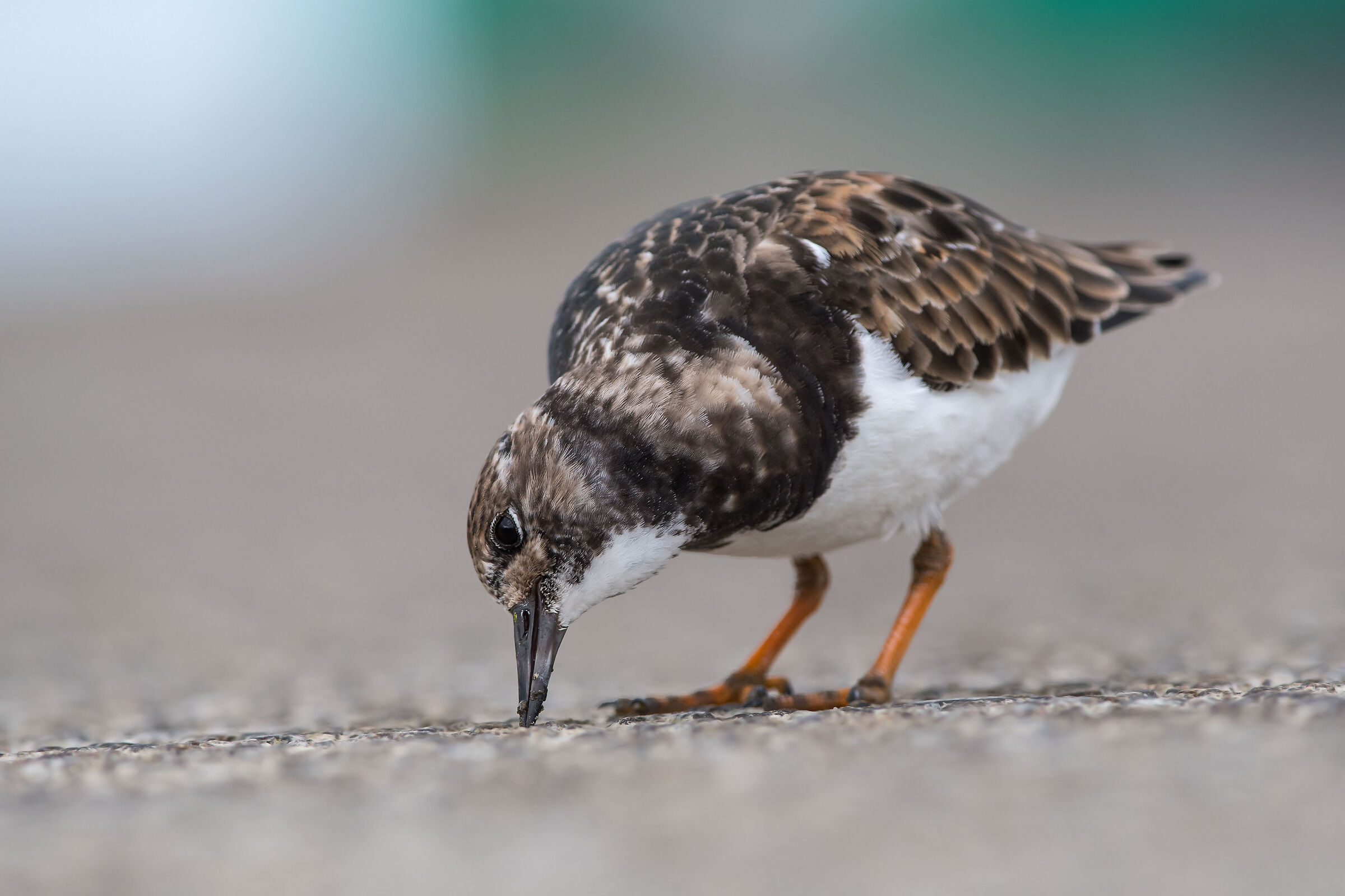 Turnstone