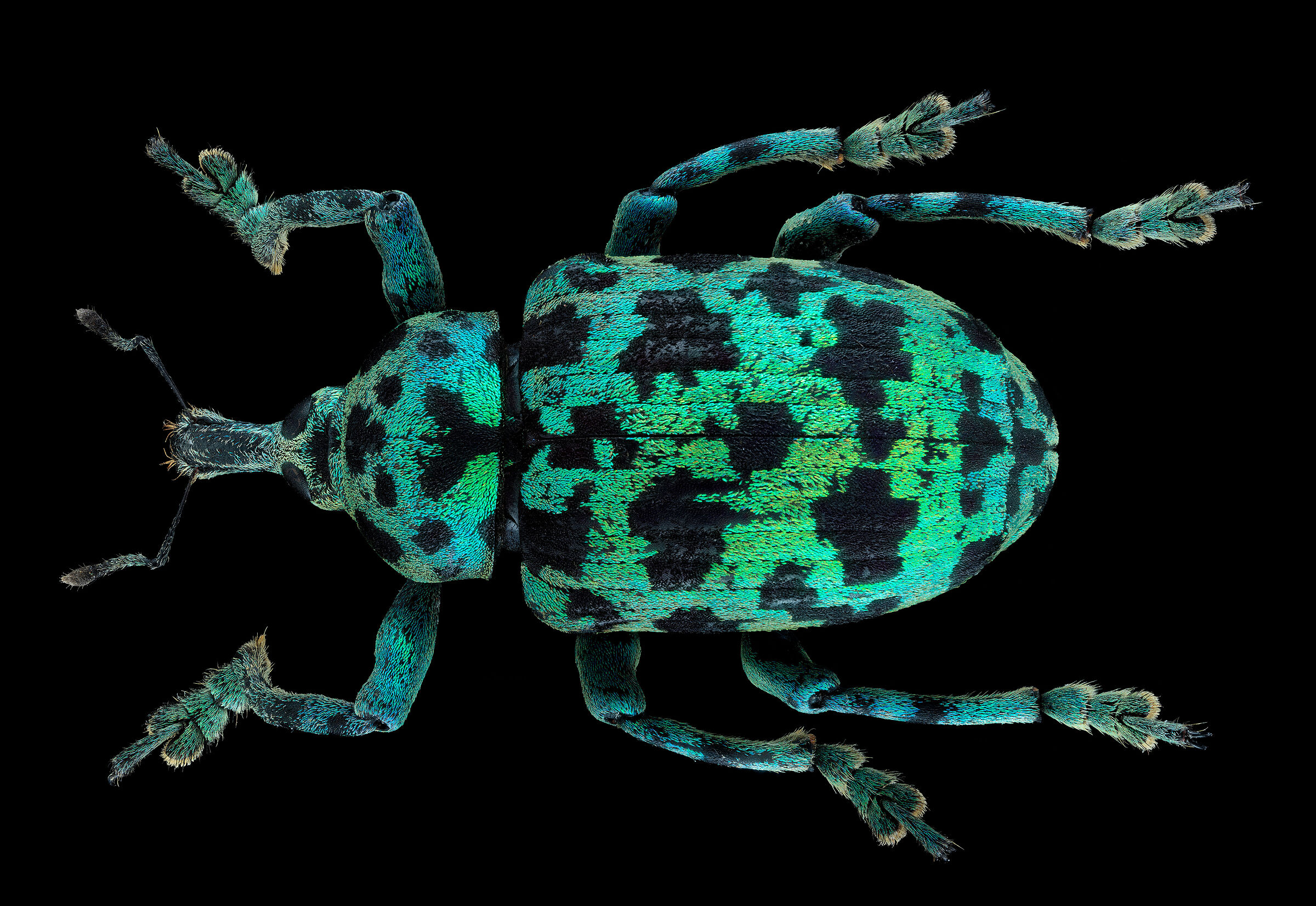 Chloropholus nigropunctatus