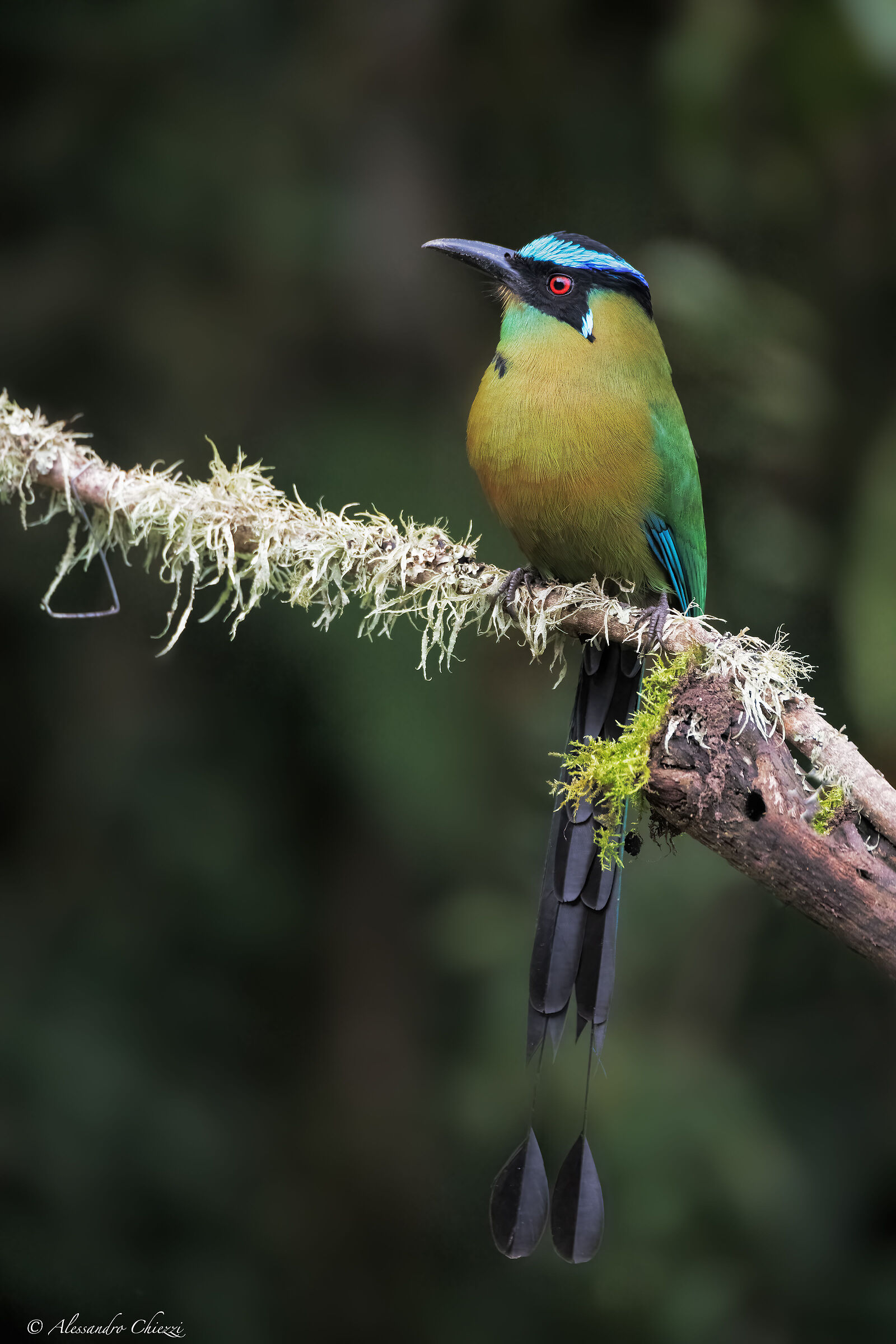 Motmot blue crown