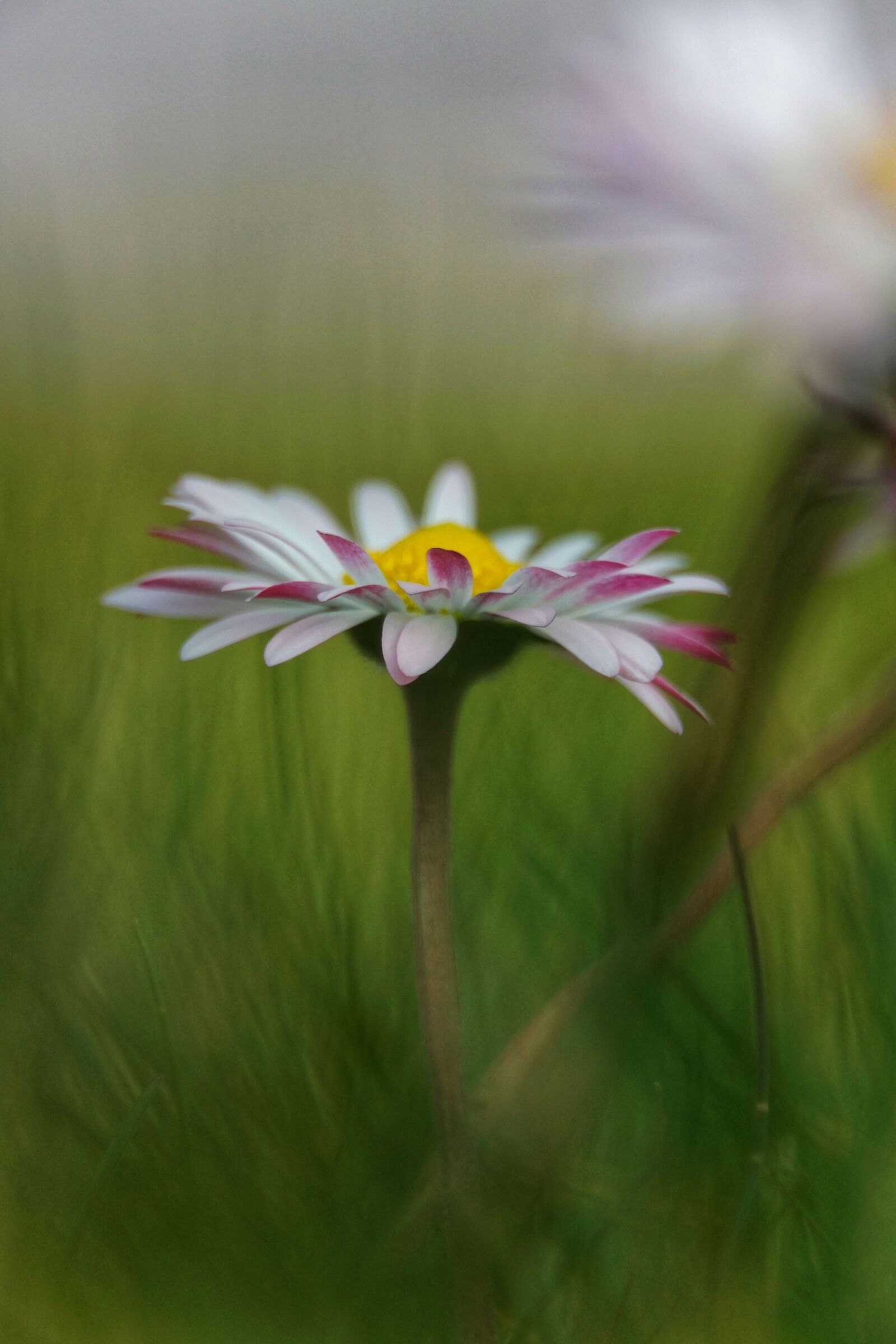 The first of the garden