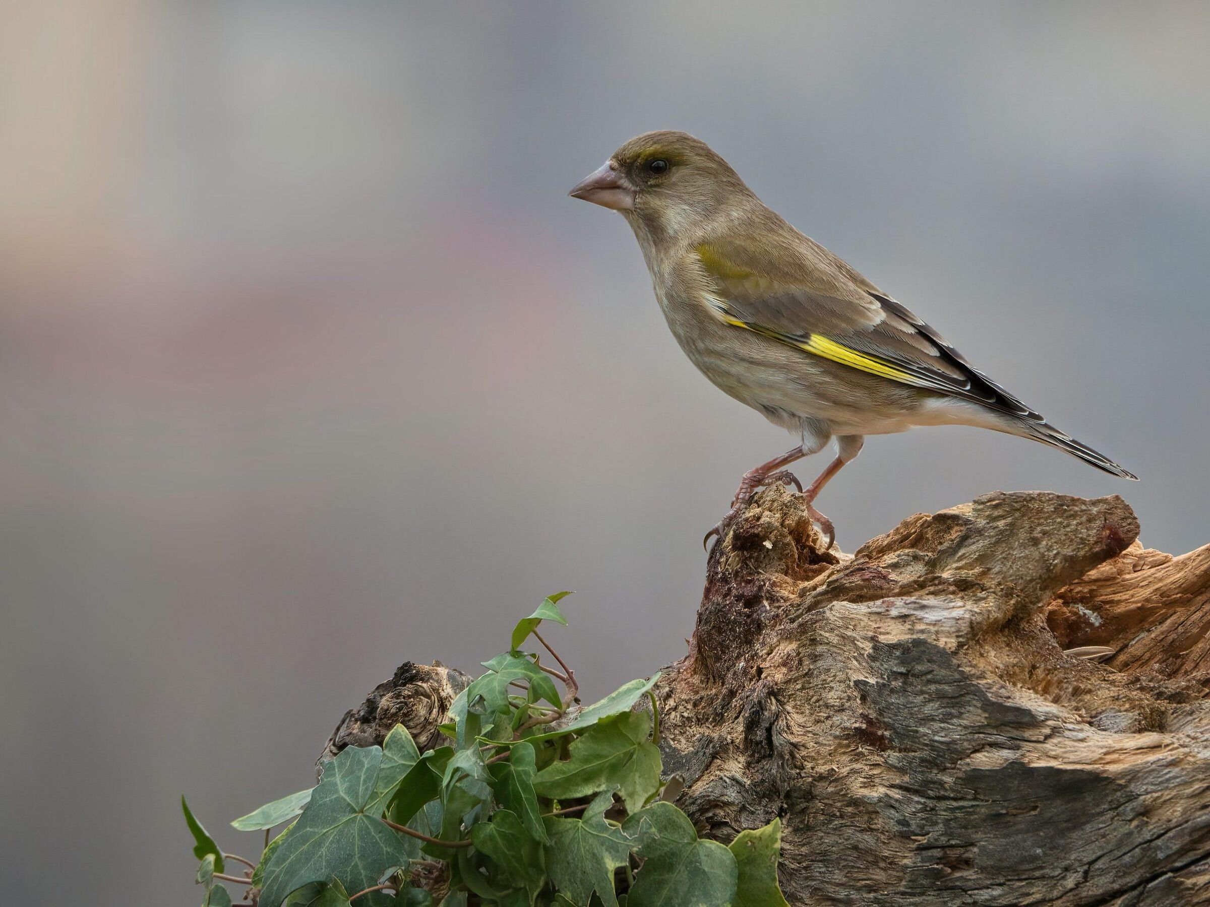 Greenfinch (f)