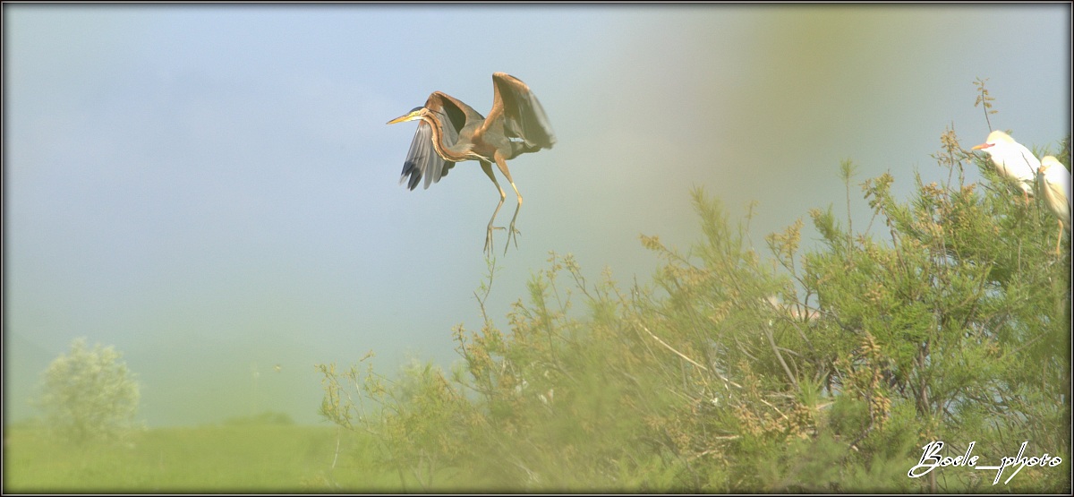 Airone rosso (Ardea Purpurea)
