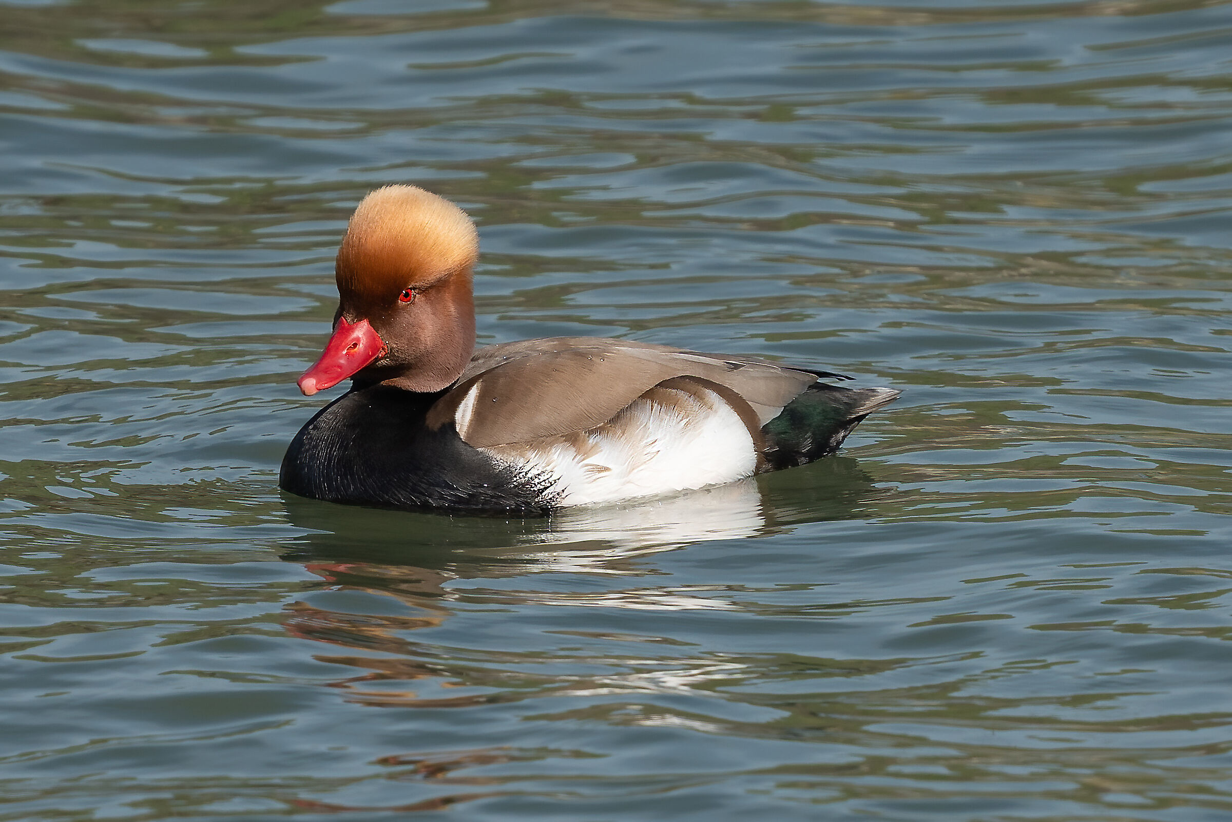 Fogolana - Fistione Turco