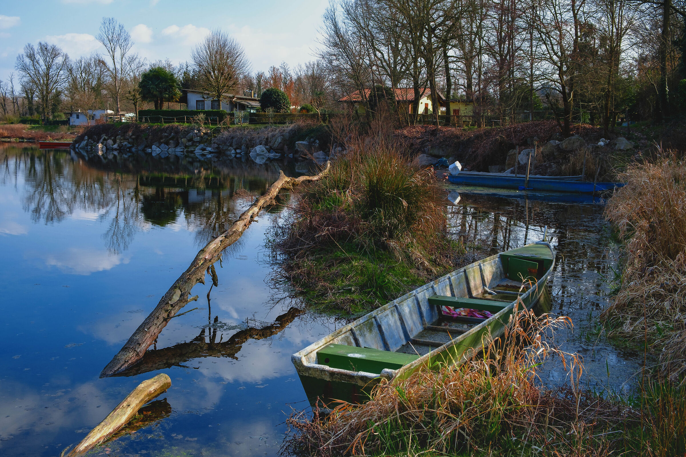 Il ramo delle streghe