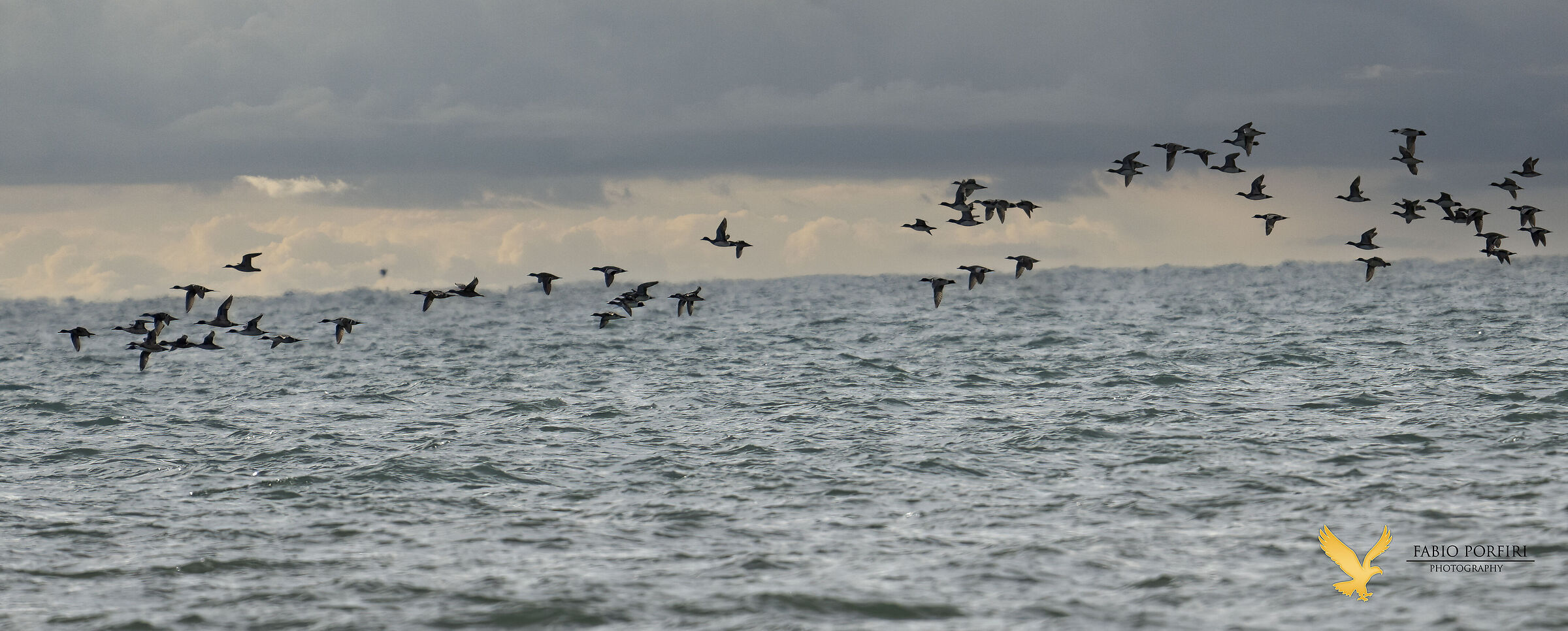 codoni in migrazione