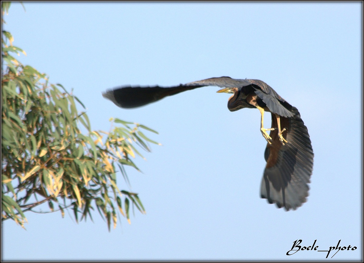Airone rosso (Ardea Purpurea)