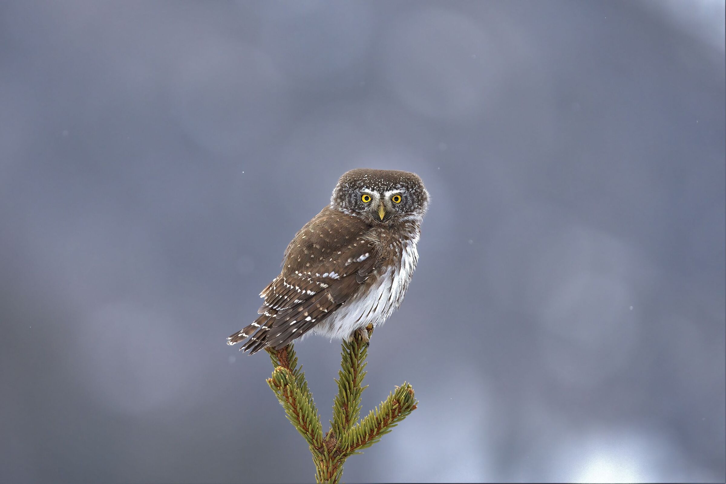 Dwarf owl