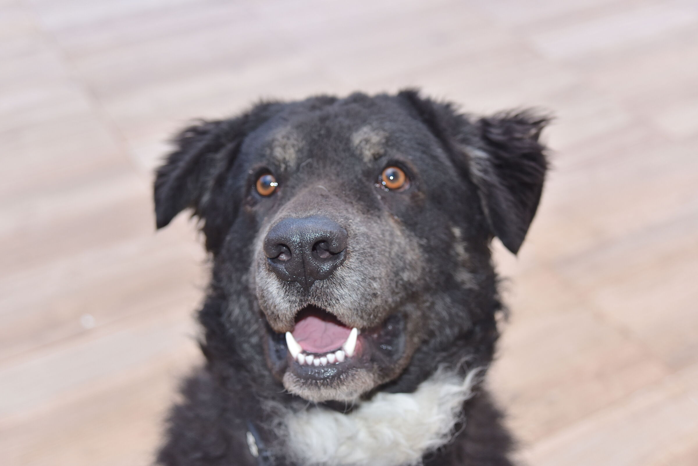 BLACK NASONE (MANNARA DOG - SICILIAN MASTIFF)