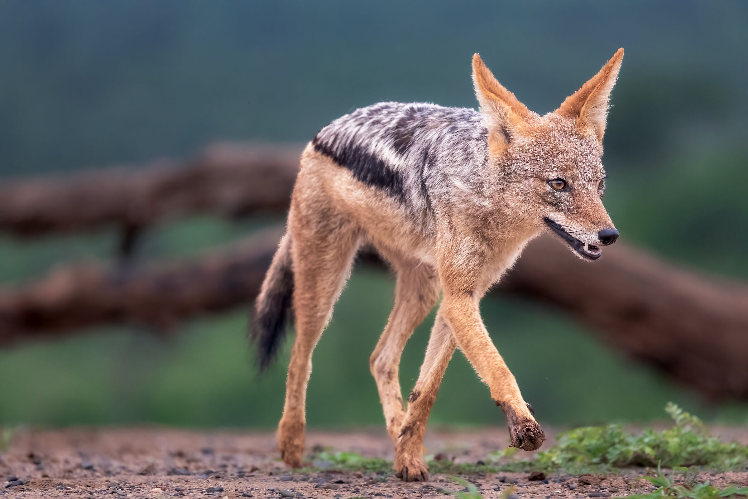 Black backed jackal ( Lupulella mesomelas)