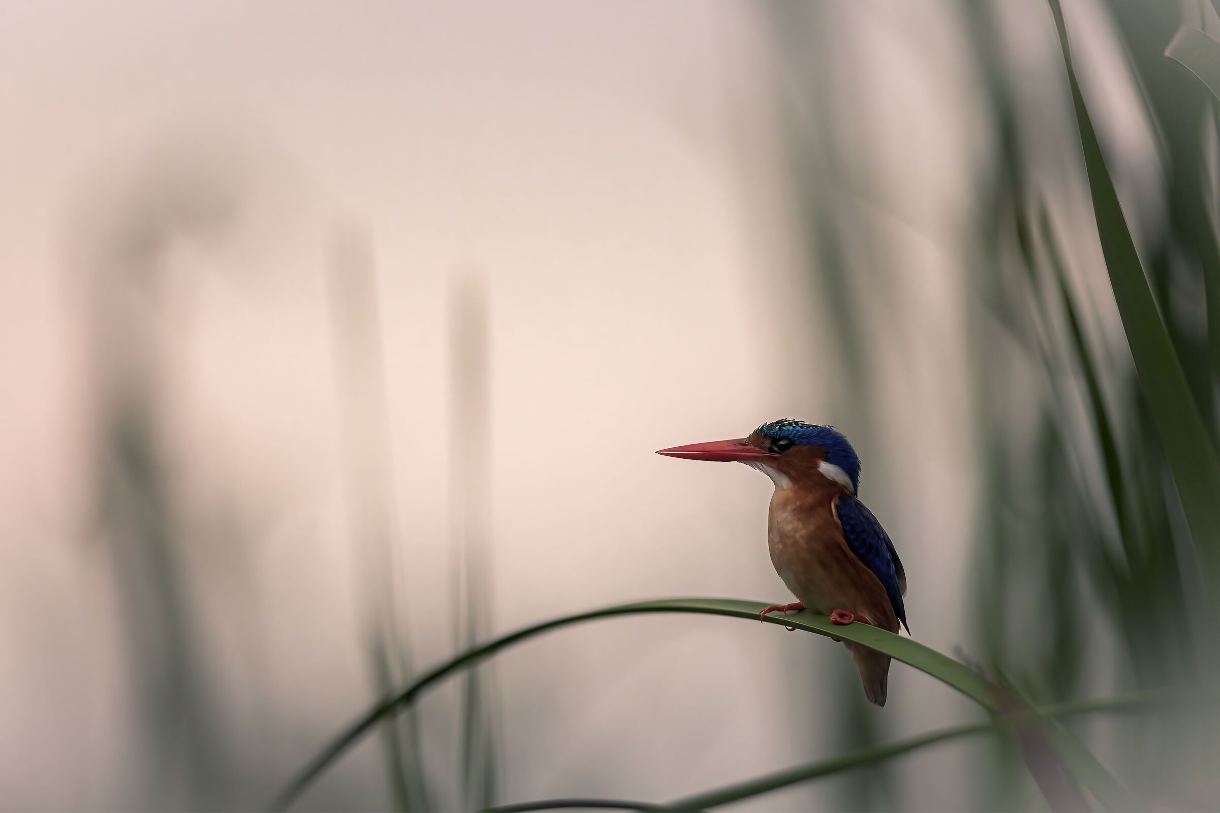 Malachite kingfisher