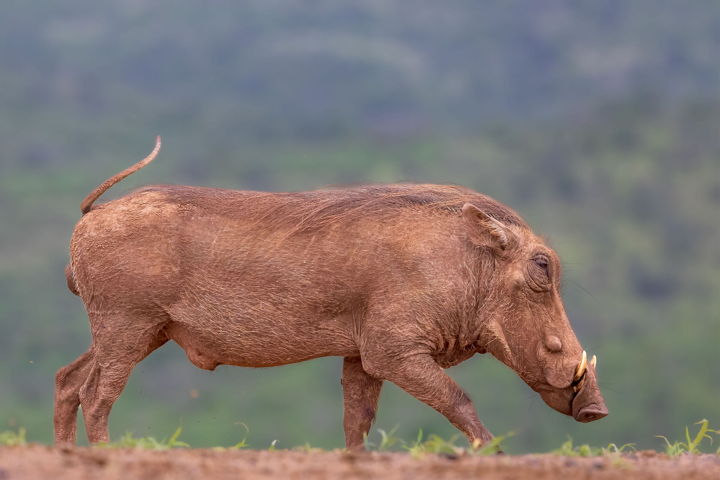 Warthog (Phacochoerus africanus)