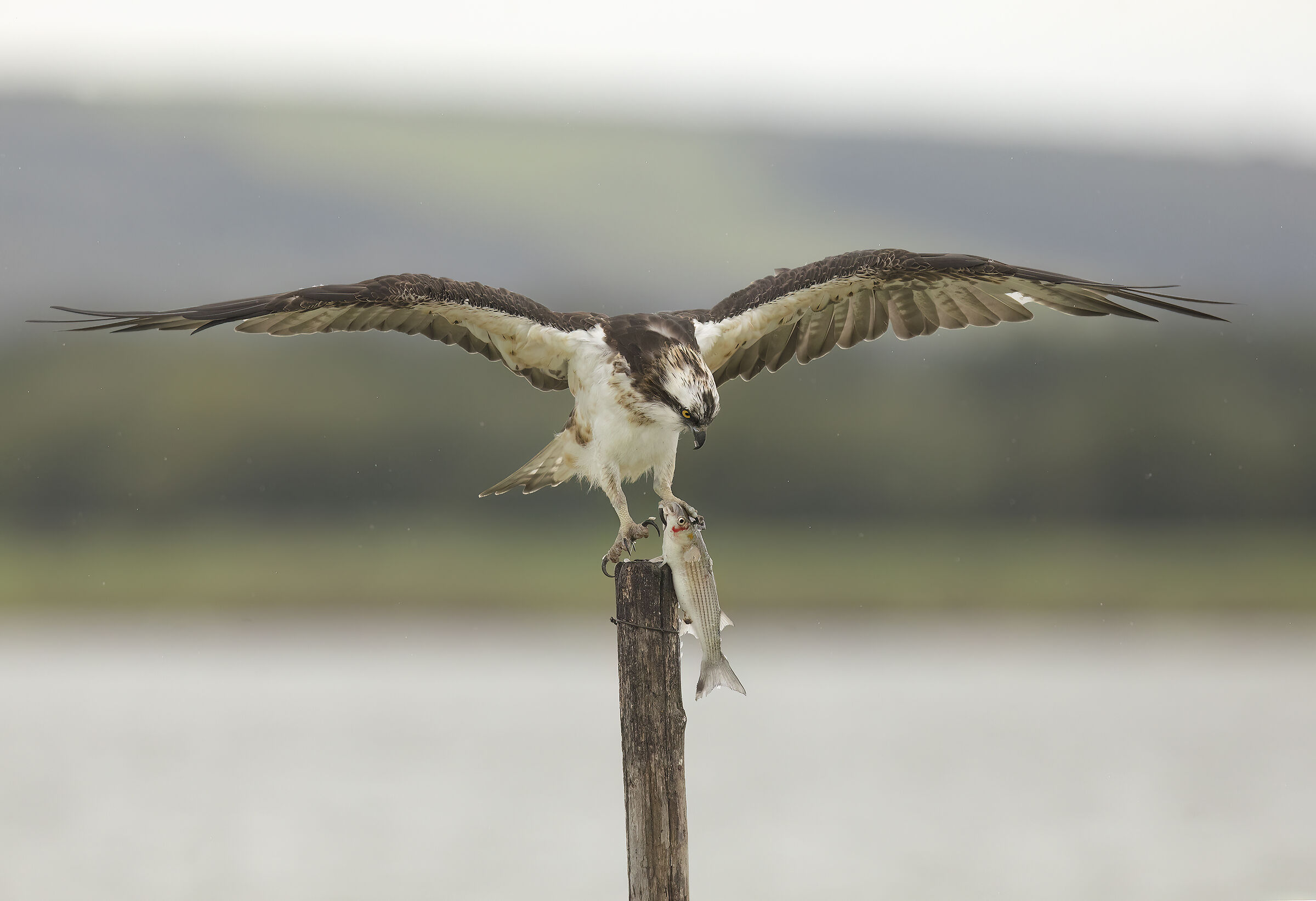 atterraggio....sotto la pioggia