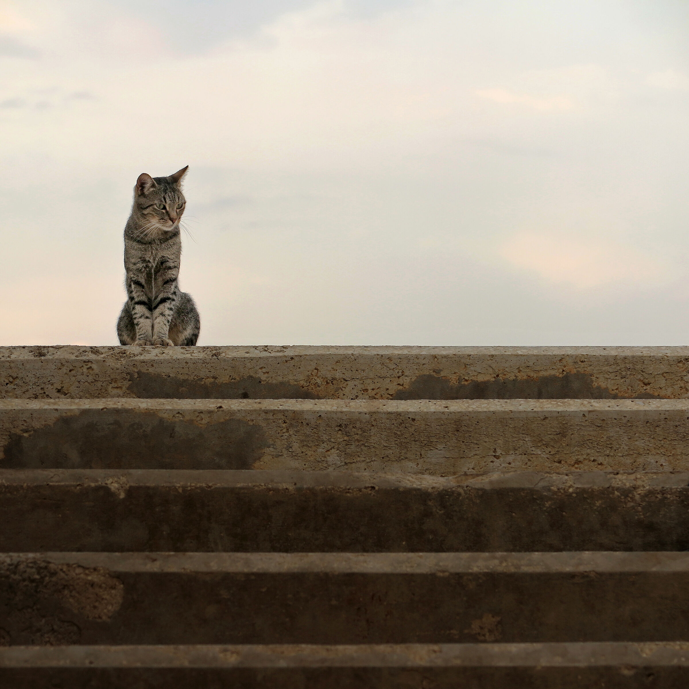 Ladders kittens
