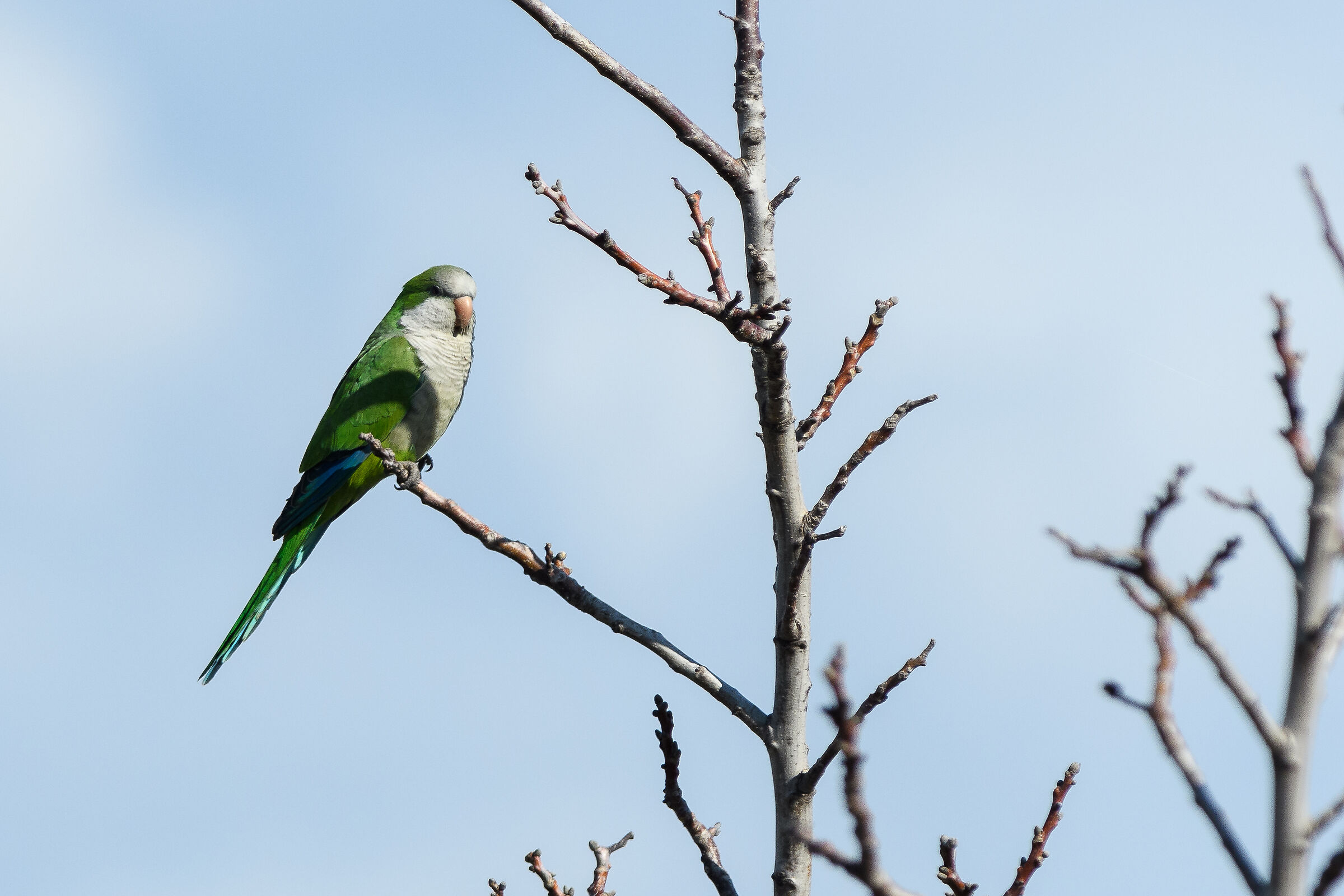 Parakeet