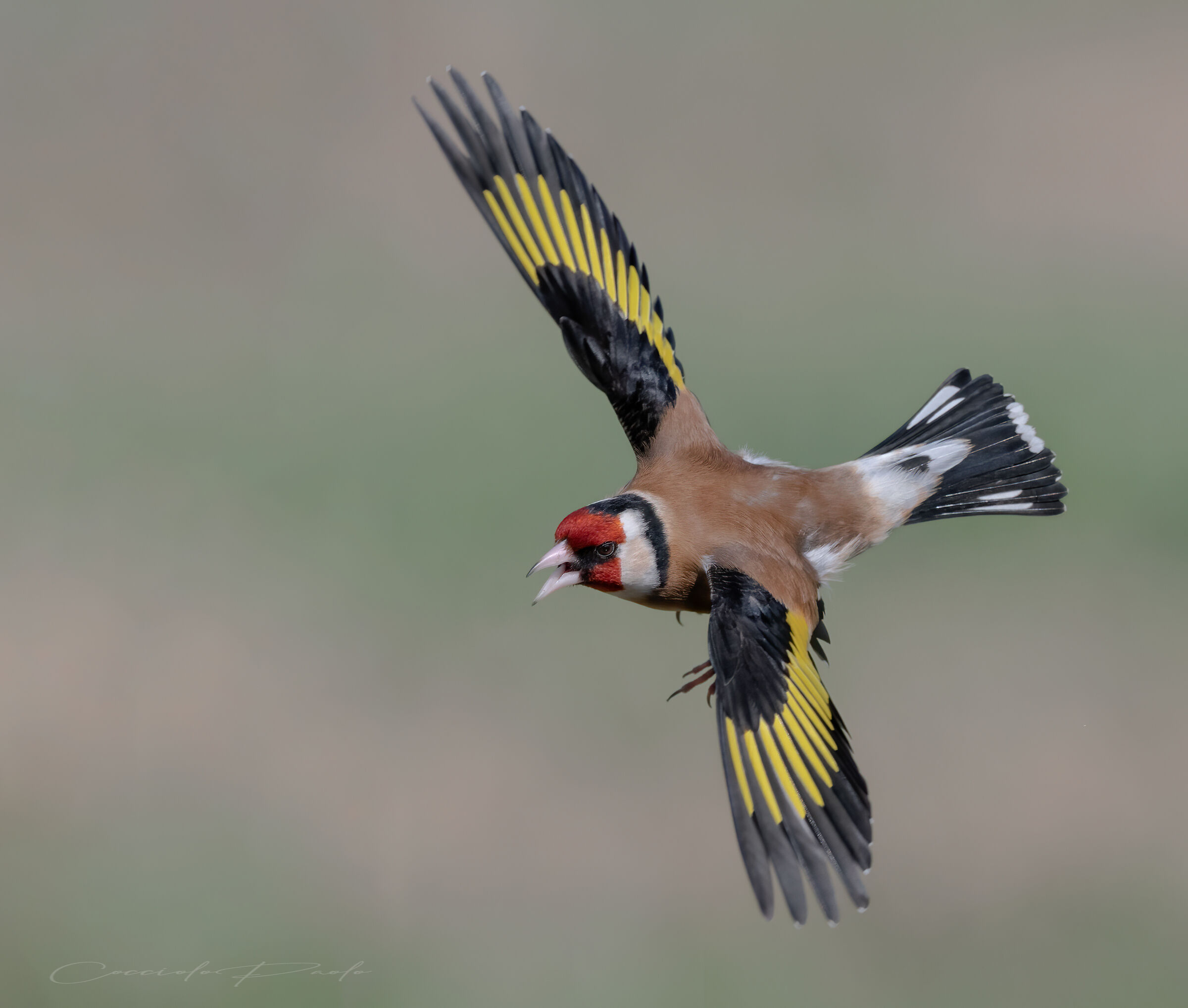 Cardellino in volo