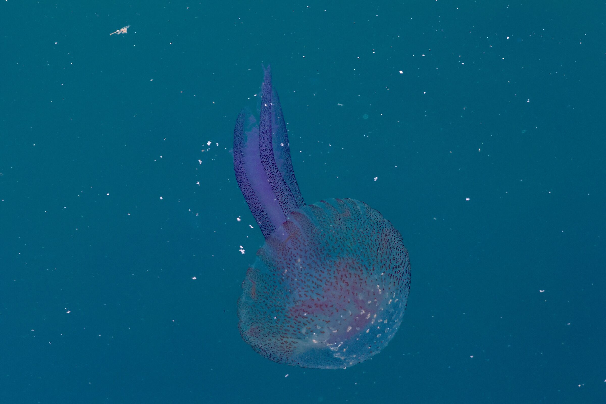 medusa nel porto di puntala