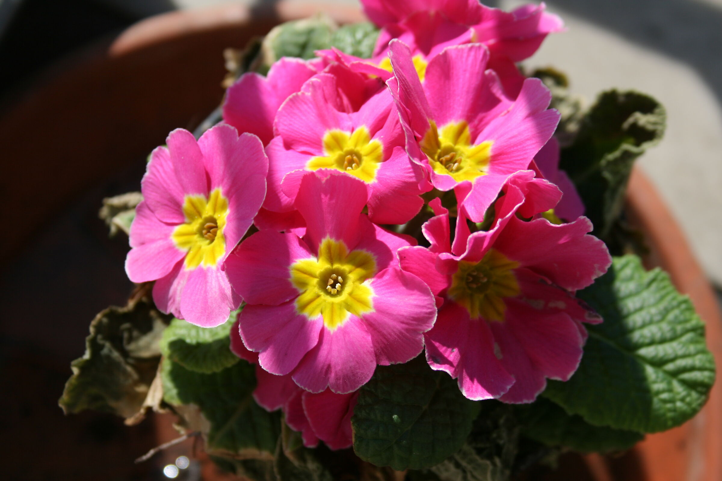 primula