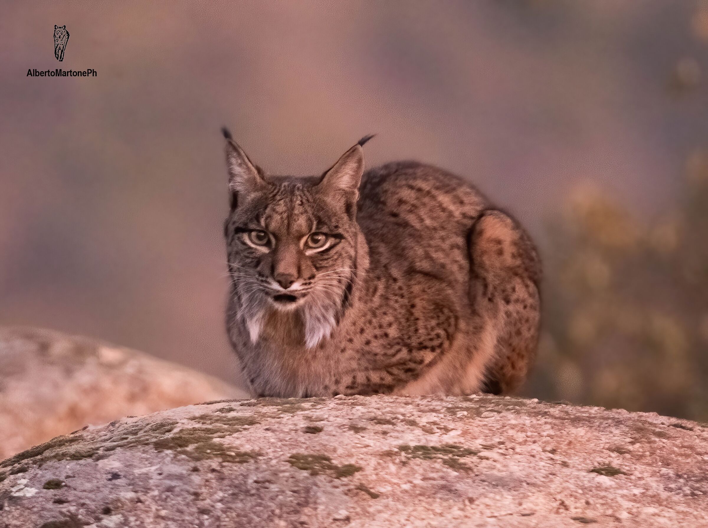 Iberian lynx