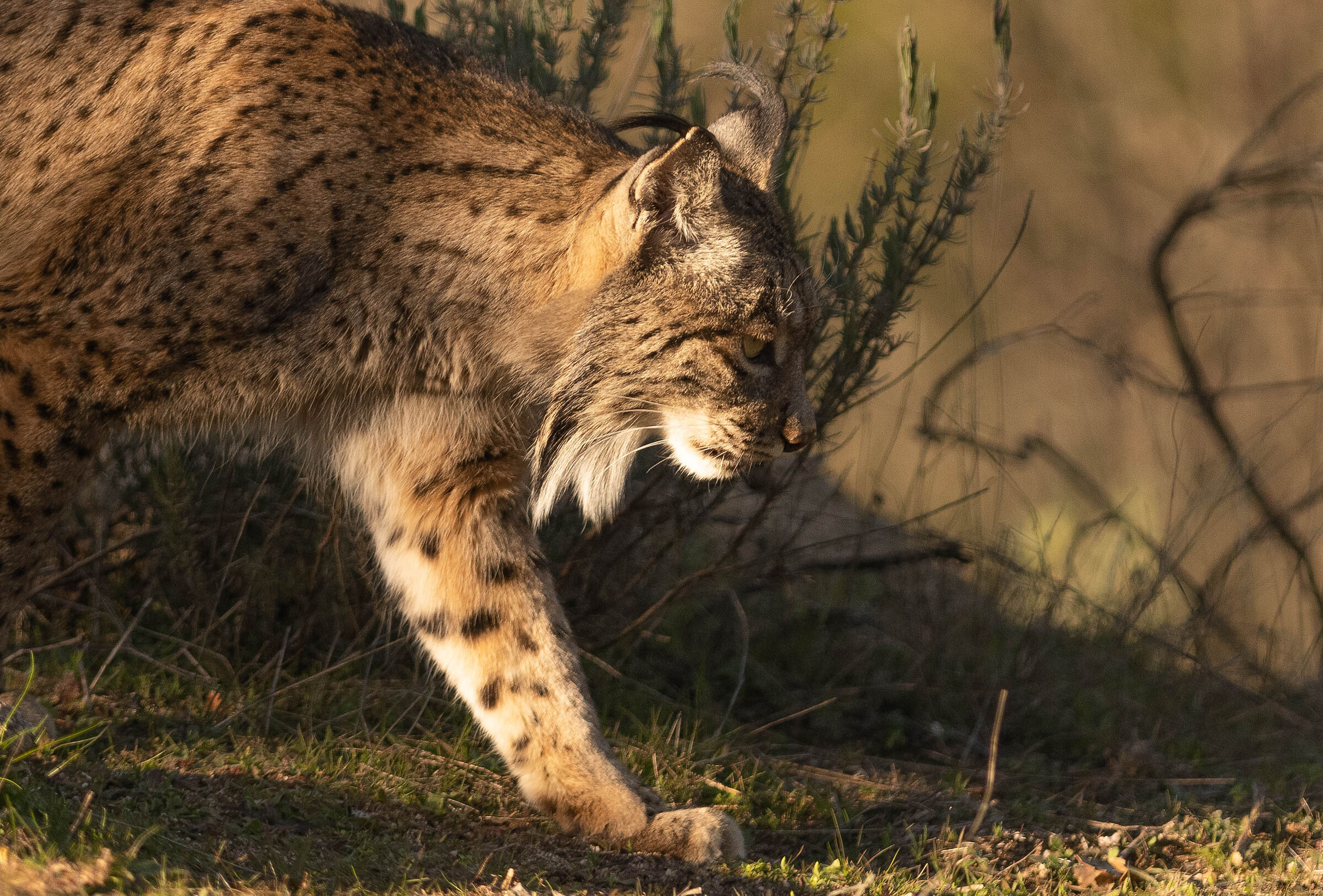 Iberian lynx