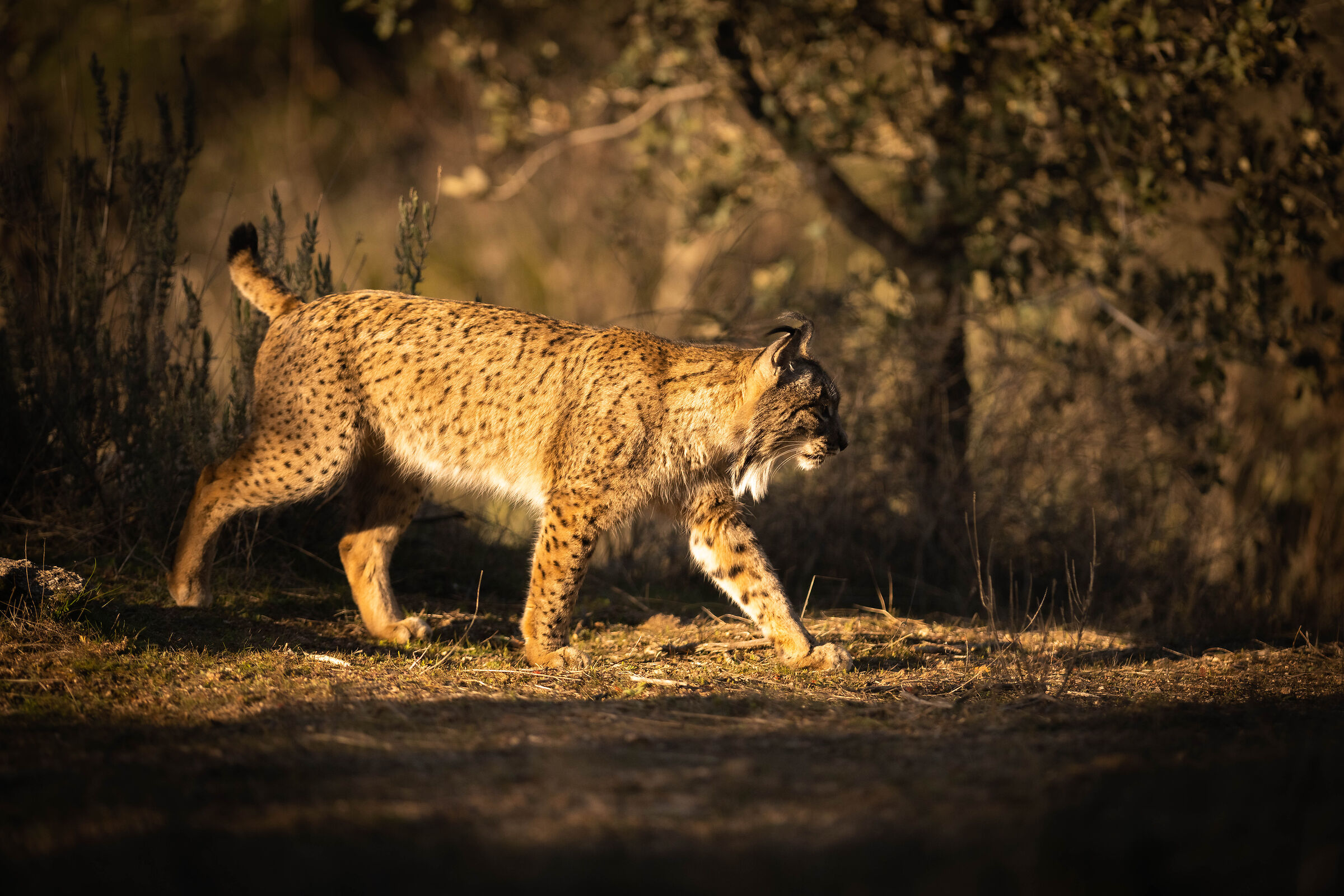 Iberian lynx