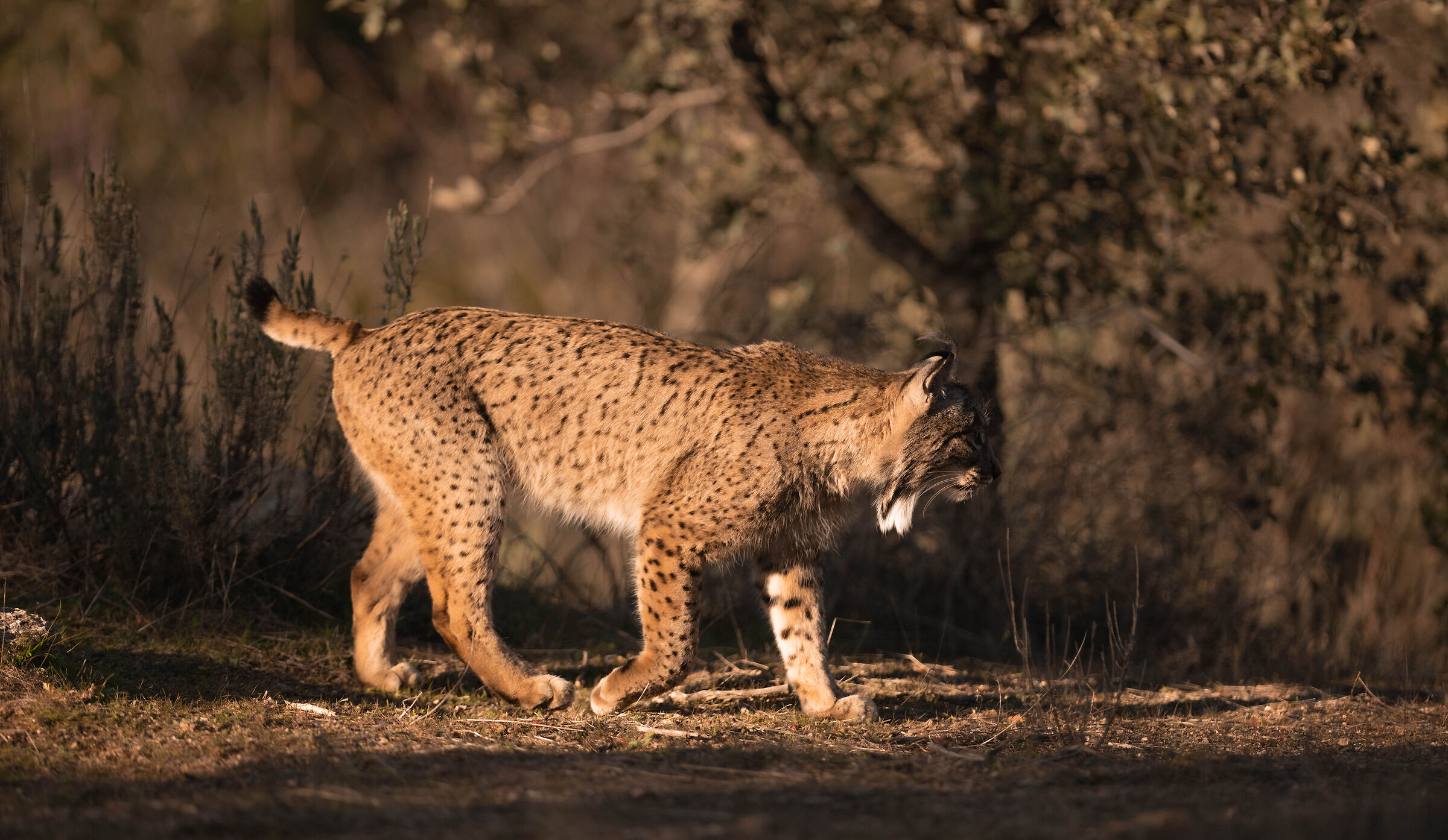 Iberian lynx