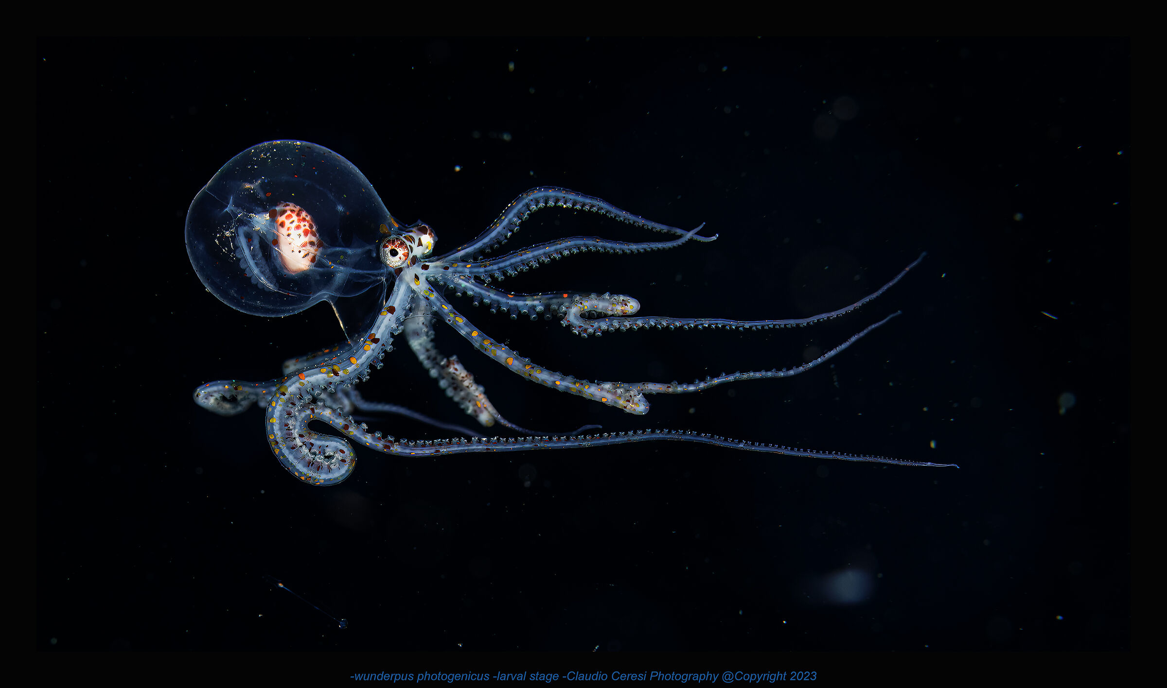 wunderpus photogenicus in larval stage Anilao ,