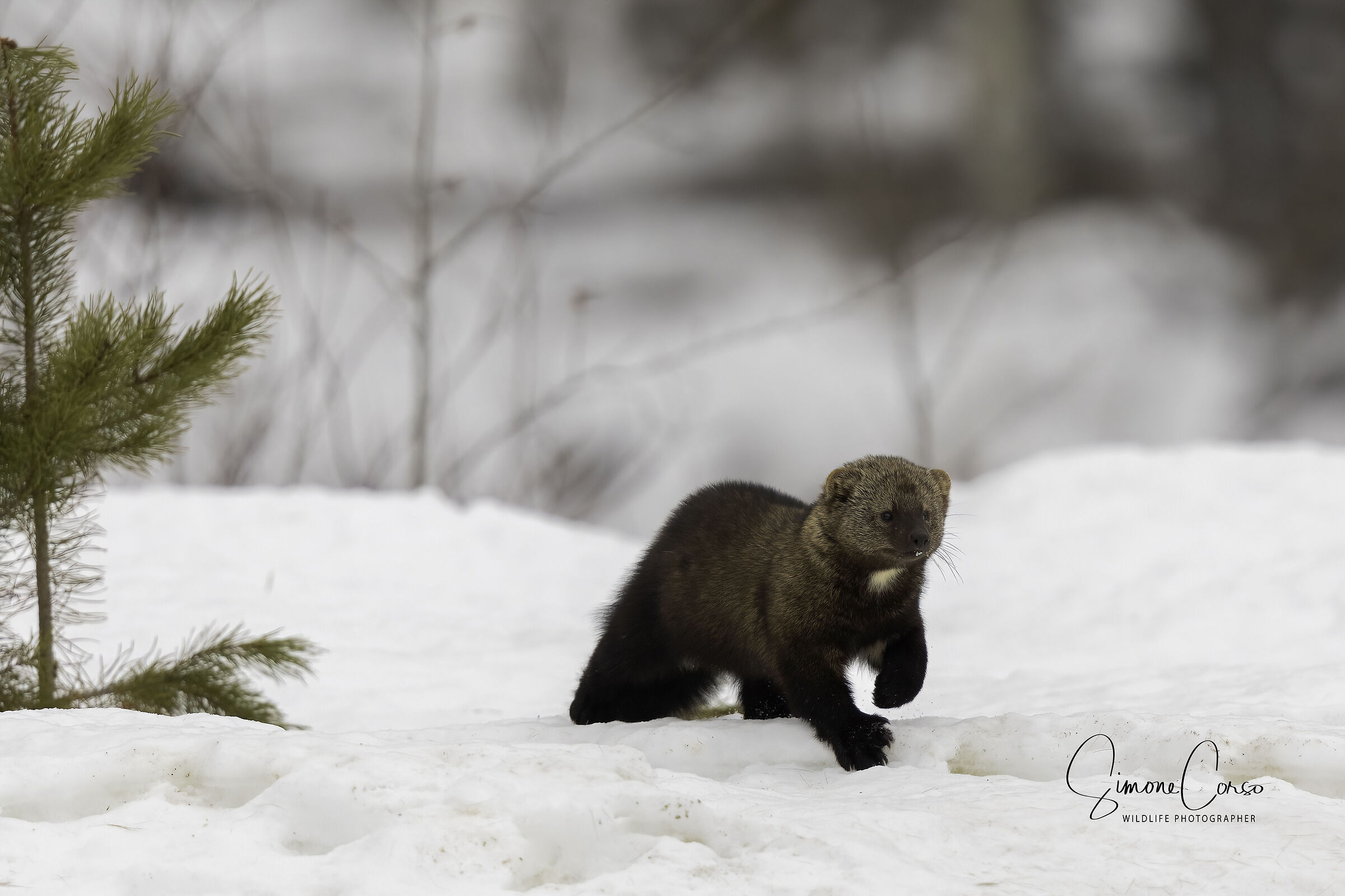 Fisher - Pennant Marten