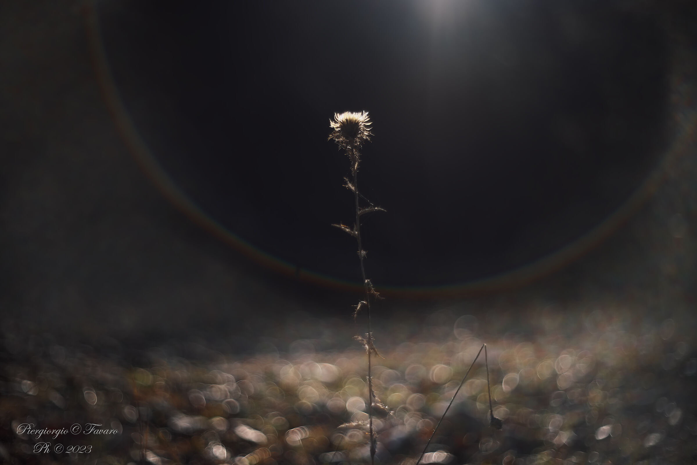 Dried flower.