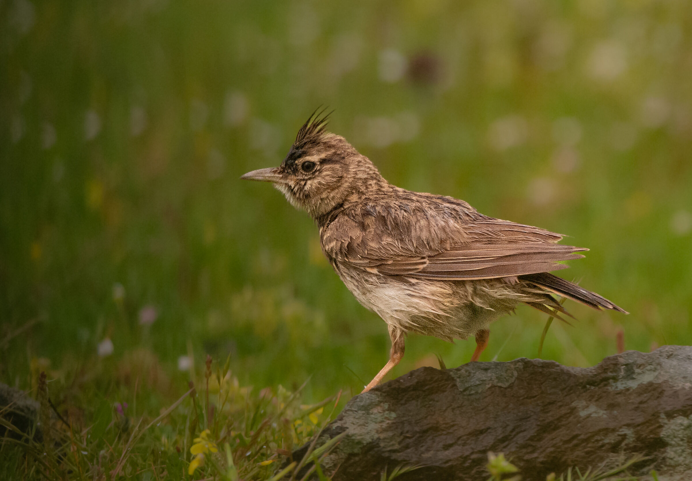 Crested lark