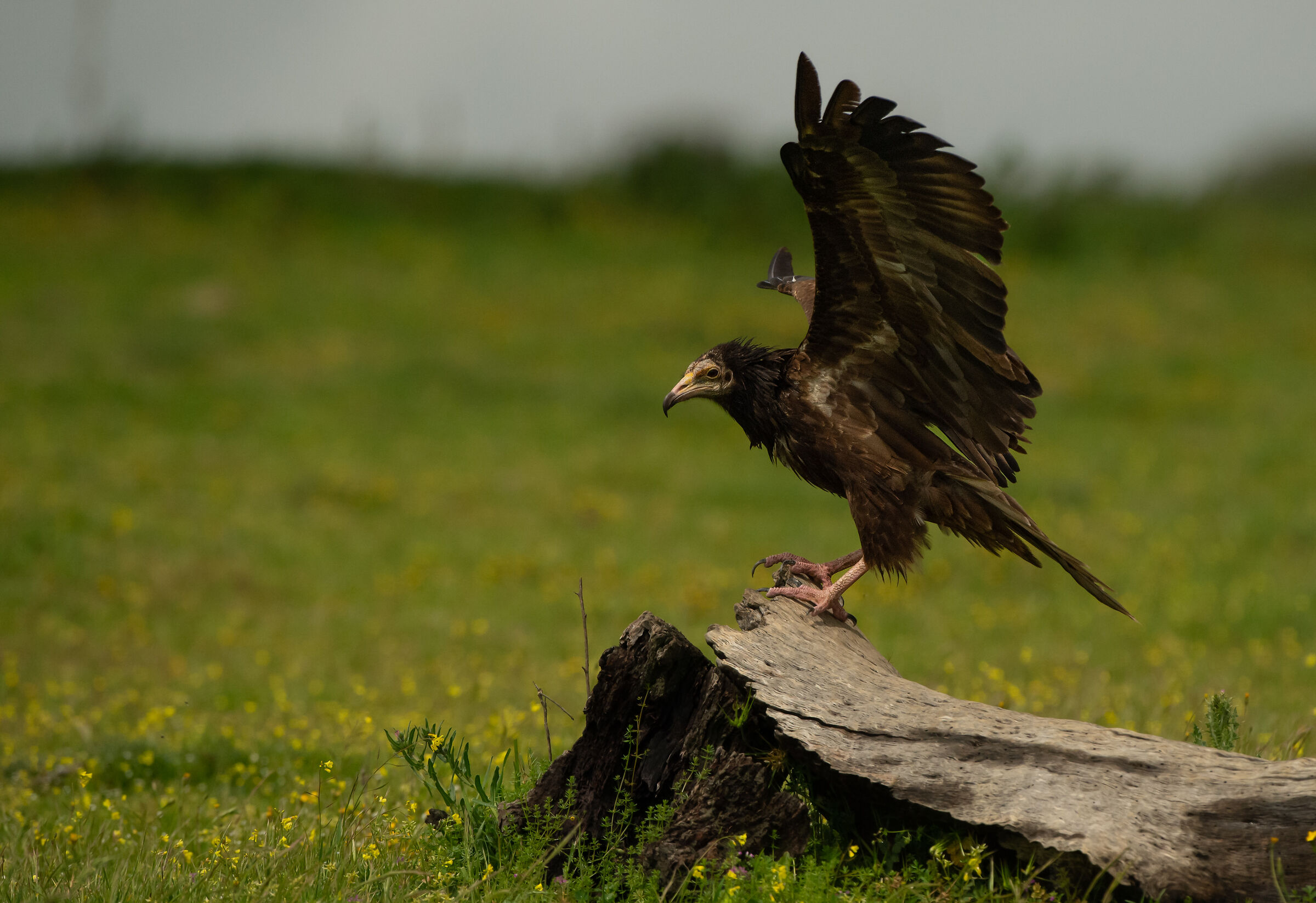 White scavenger vulture