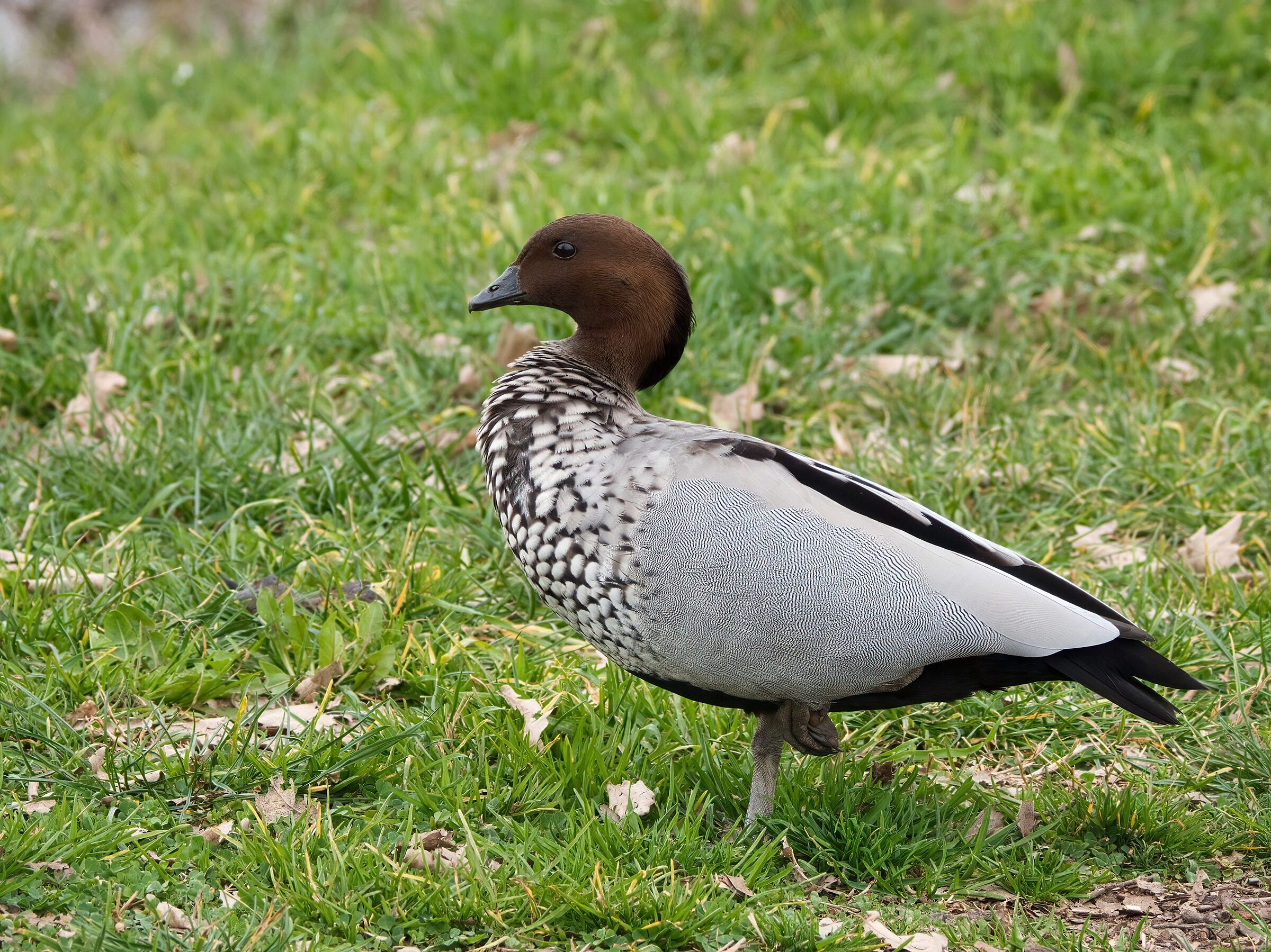 Hybrid or exists I ask for help