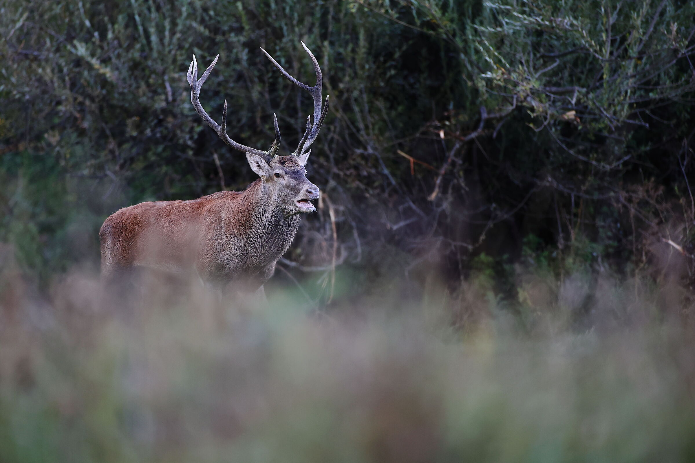 Deer
