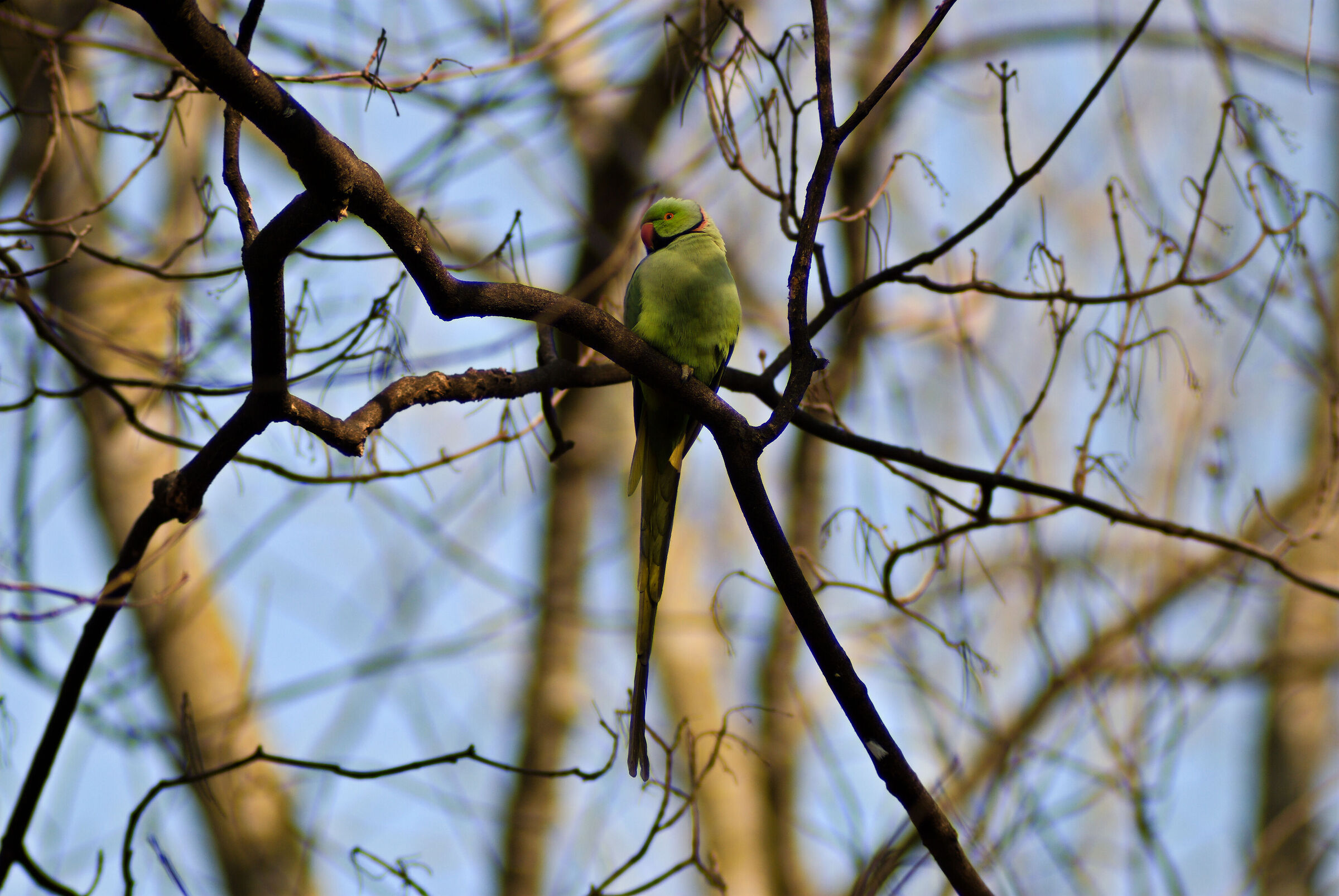 Parrocchetto Dal Collare.