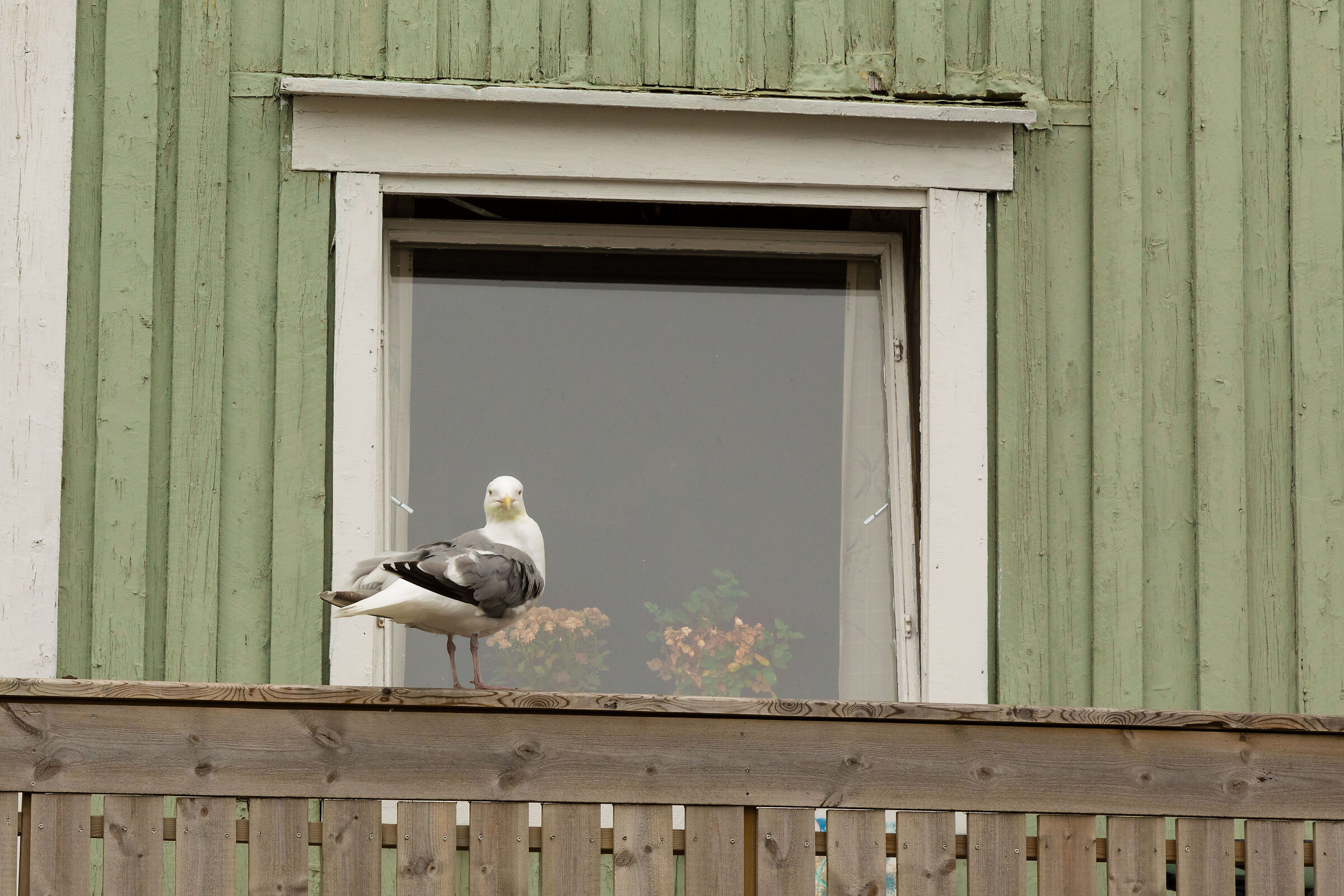 Who the Pigeons, who the Seagulls...