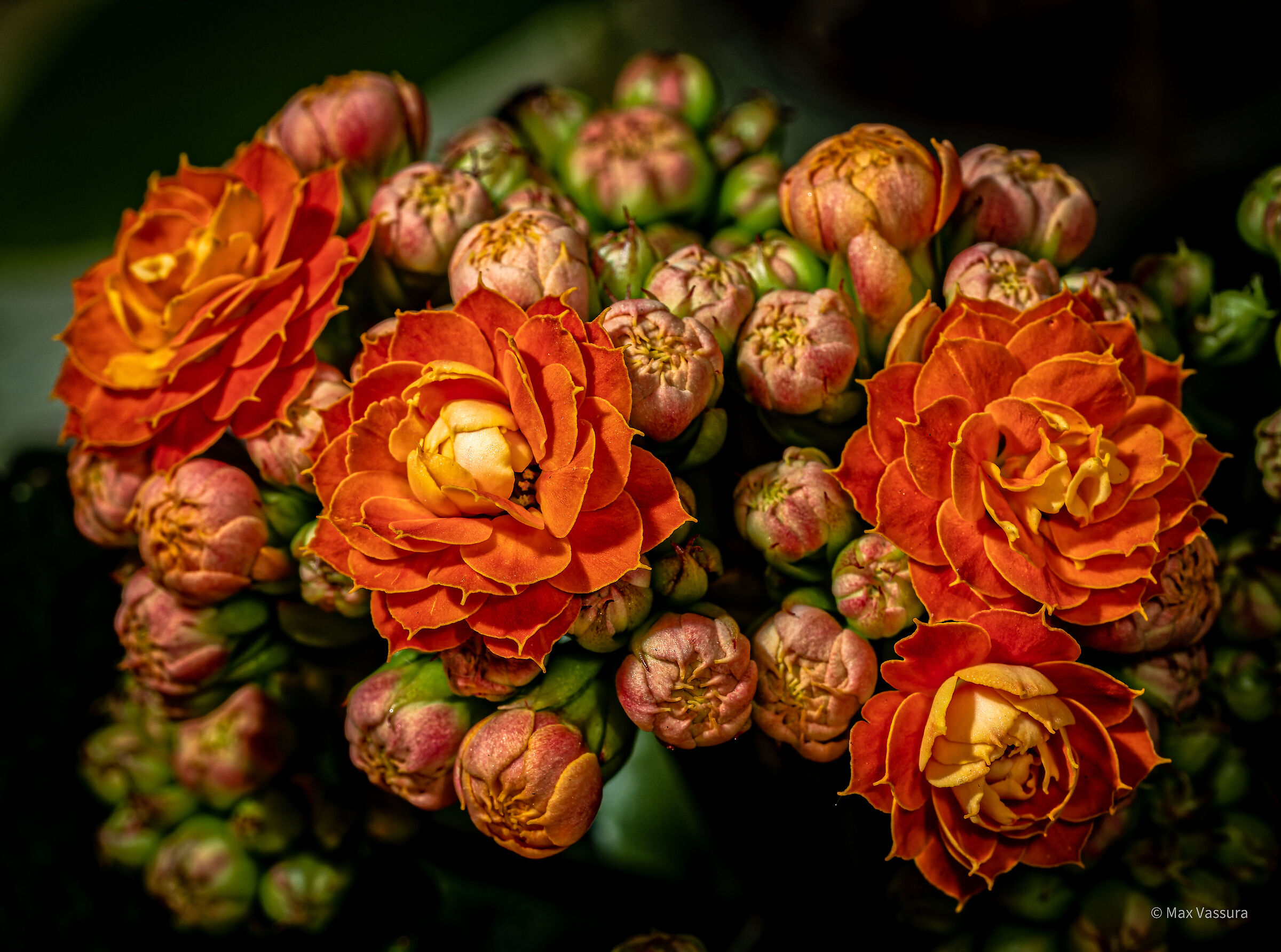 Raffaella's flowers