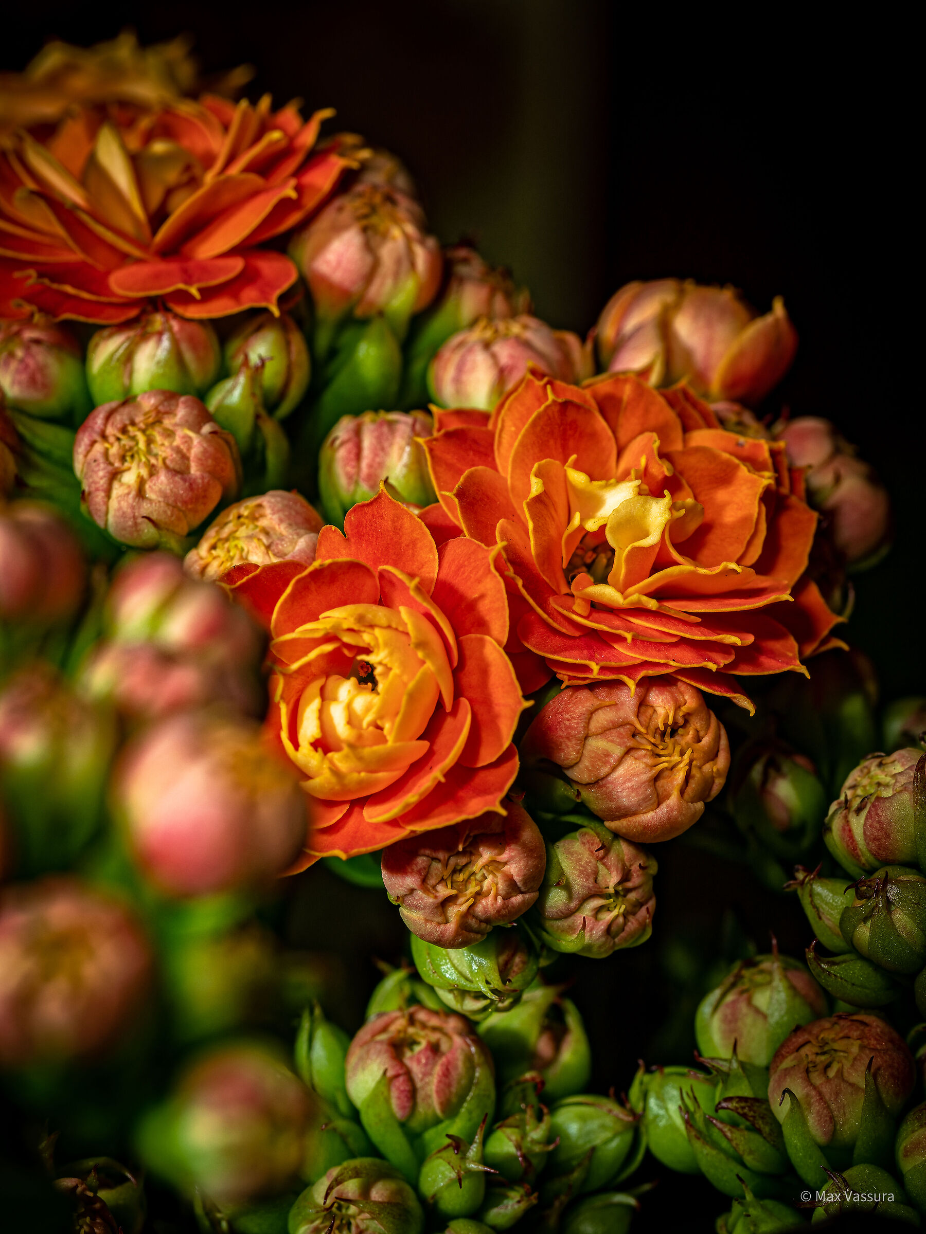 Raffaella's flowers