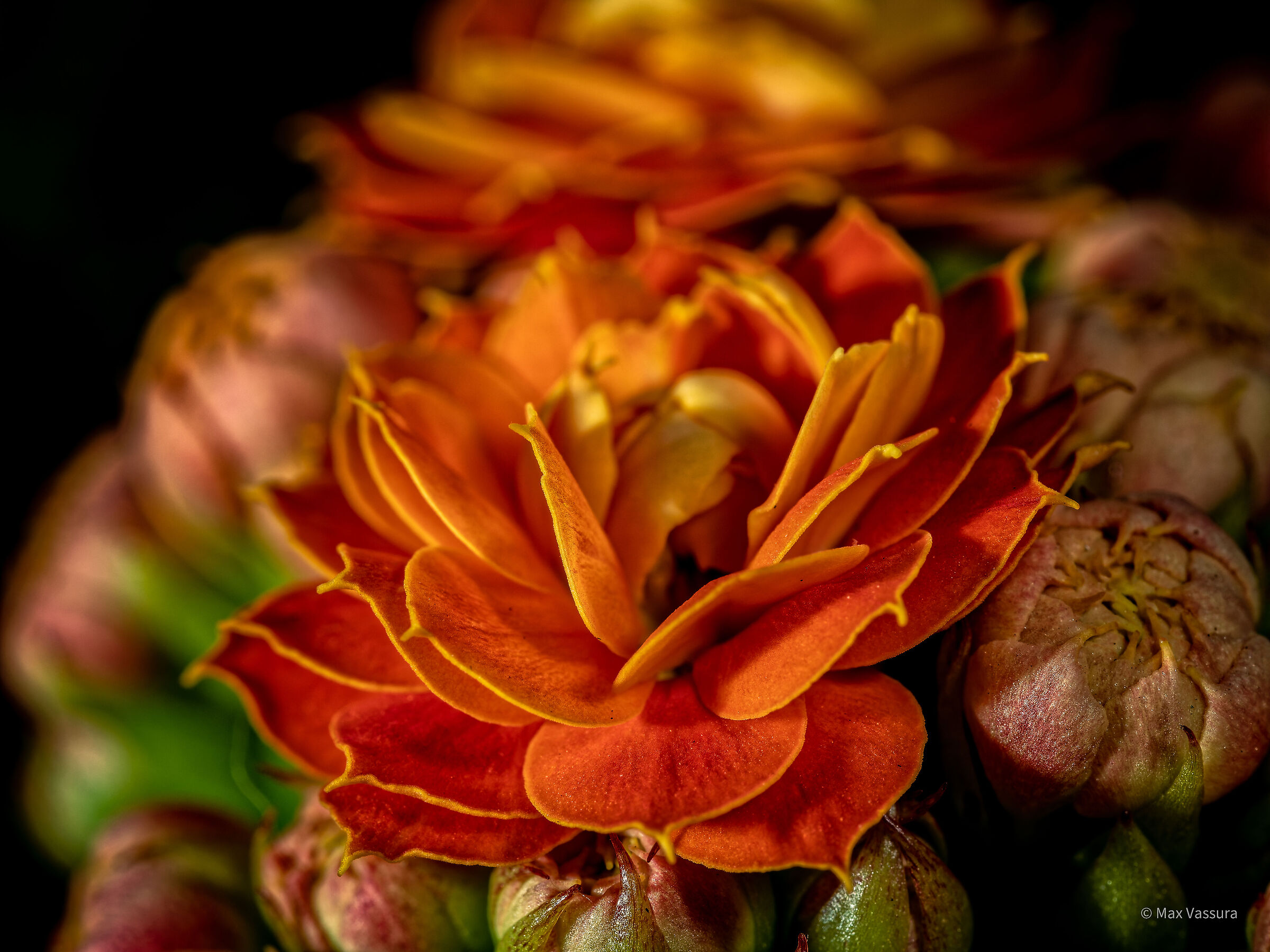 Raffaella's flowers