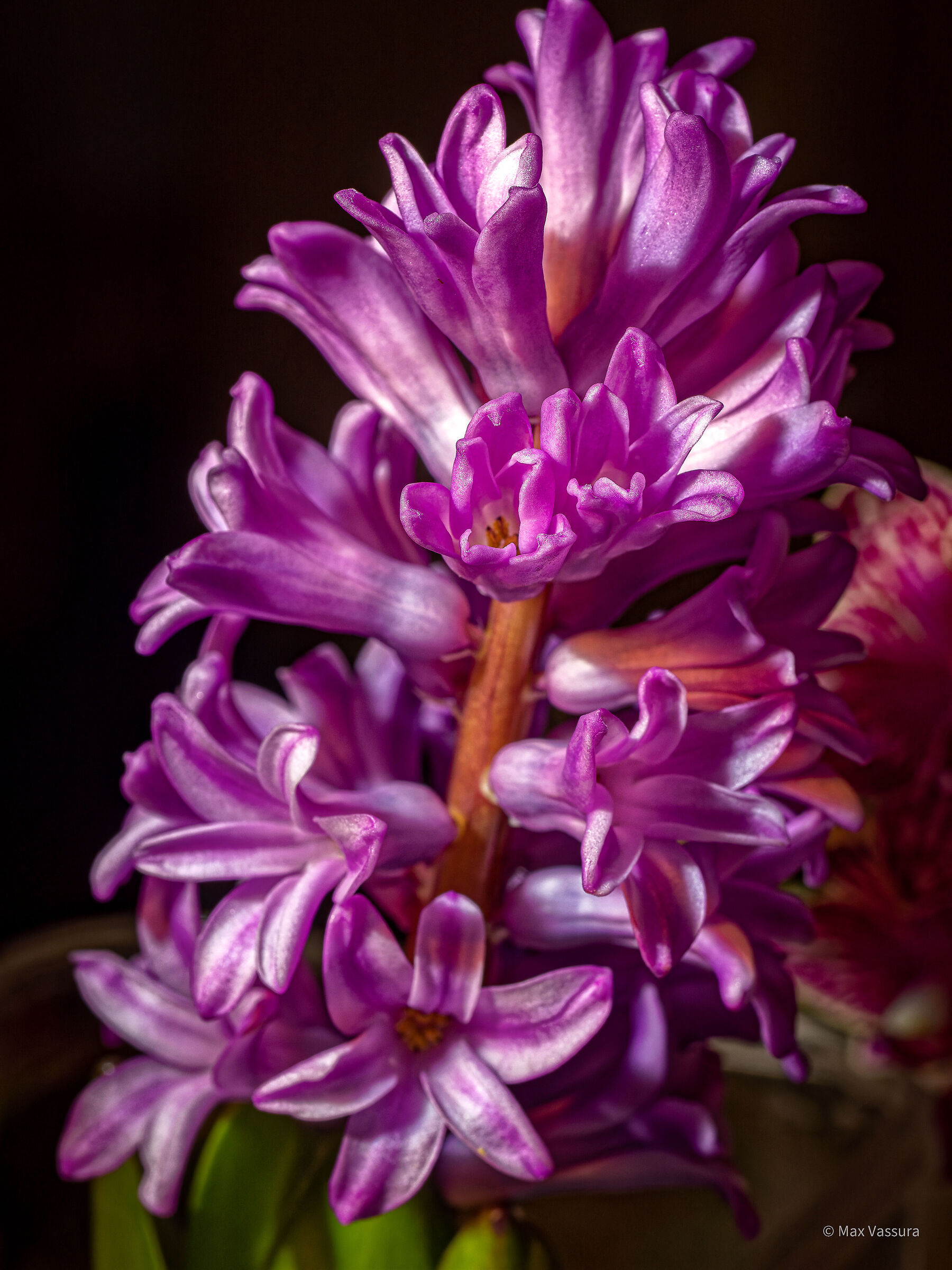 Raffaella's flowers
